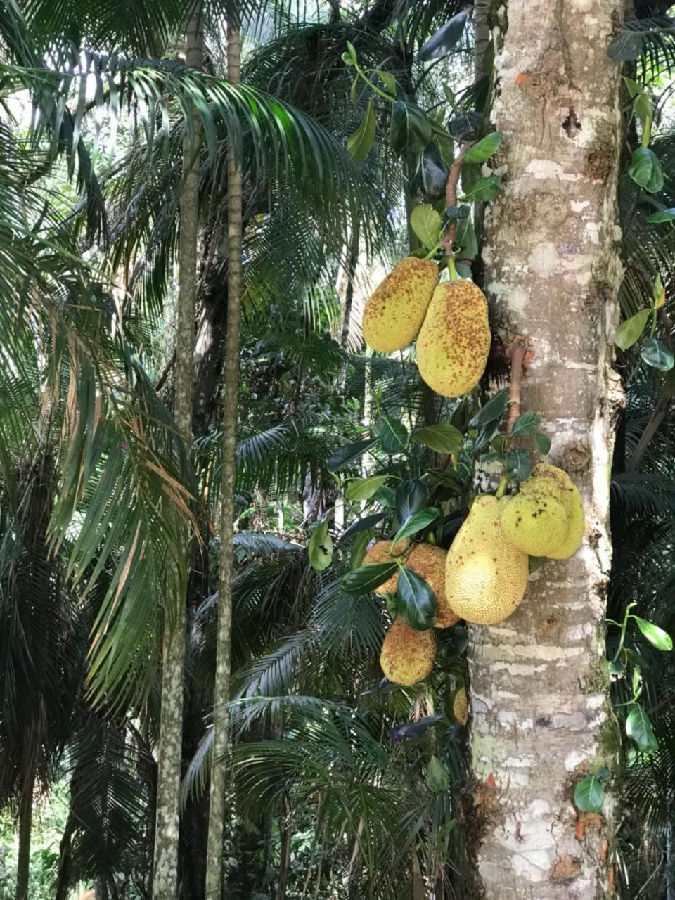 Sitio Camundongo