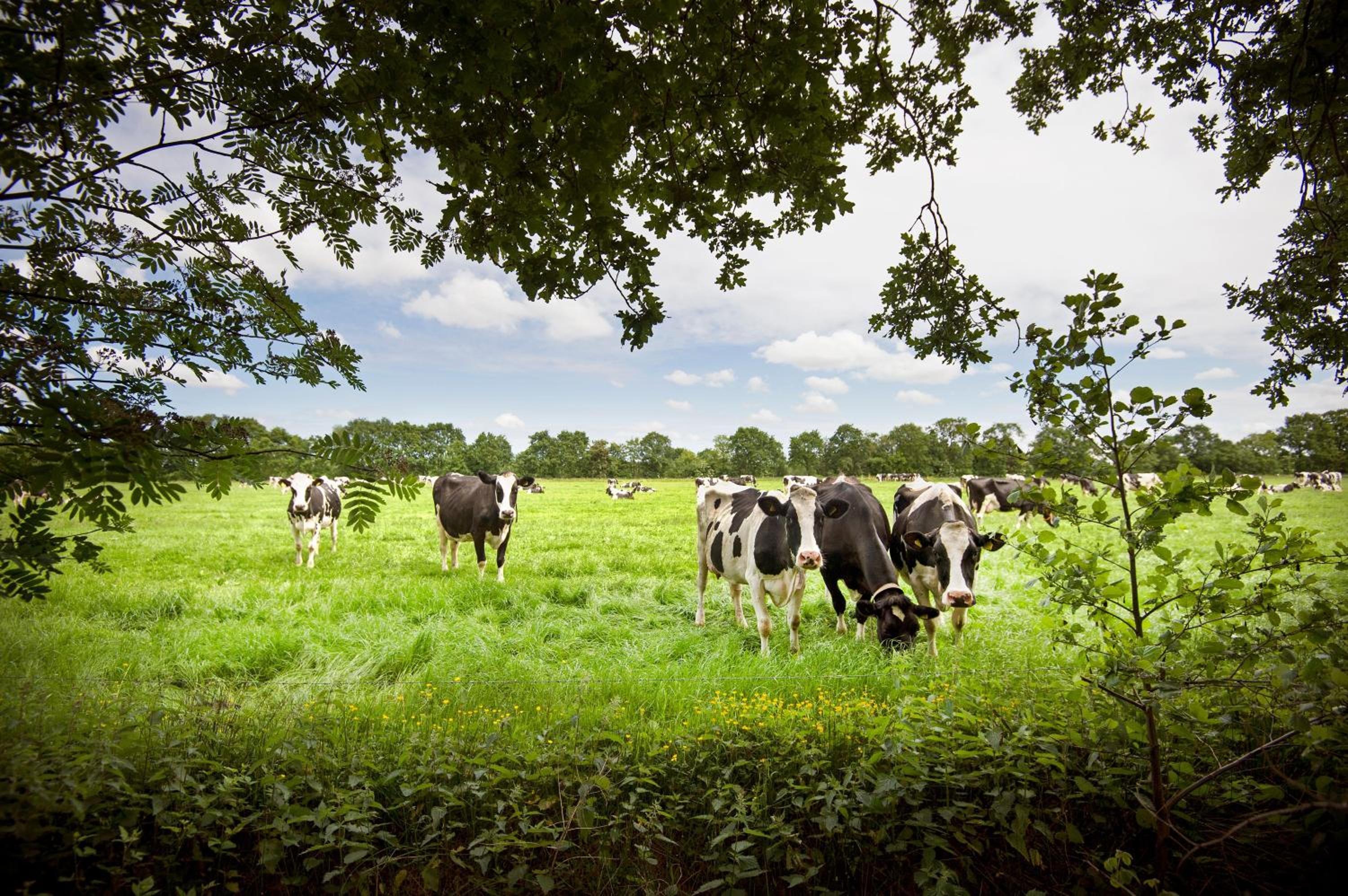 Countryside Eco Natuurhuisjes