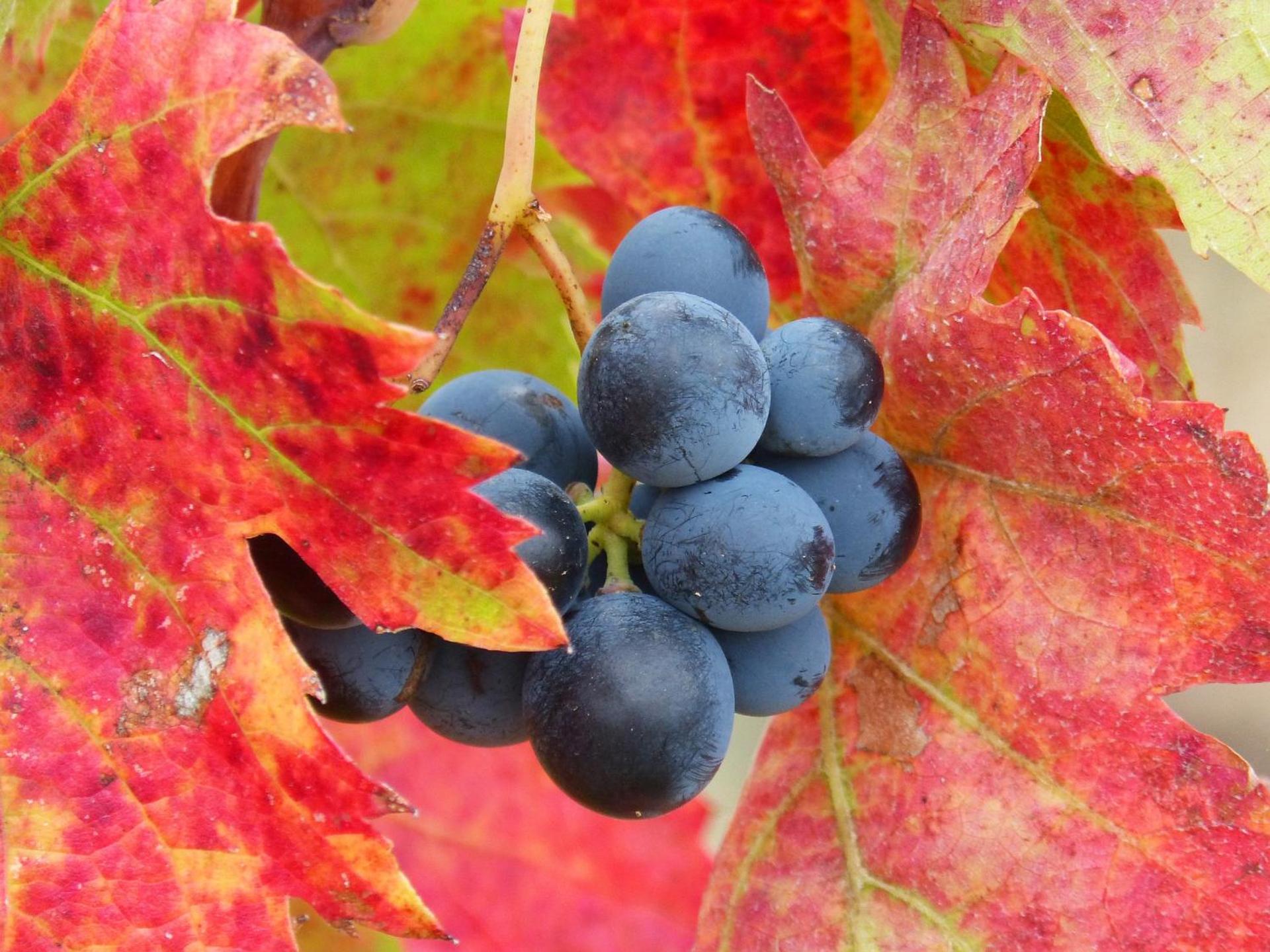 Agriturismo e Agricamping Le Nosare