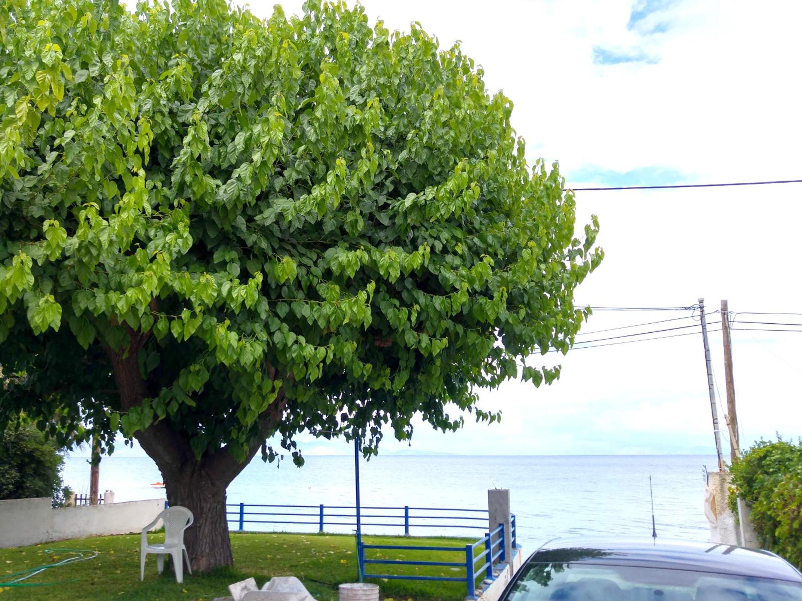 Papadogiannopoulos House view 2