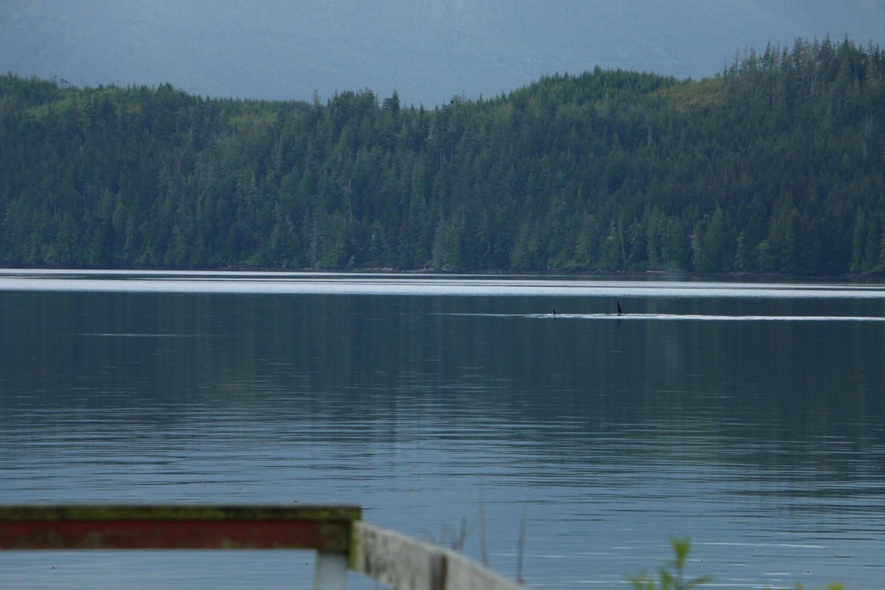 Nimpkish Hotel
