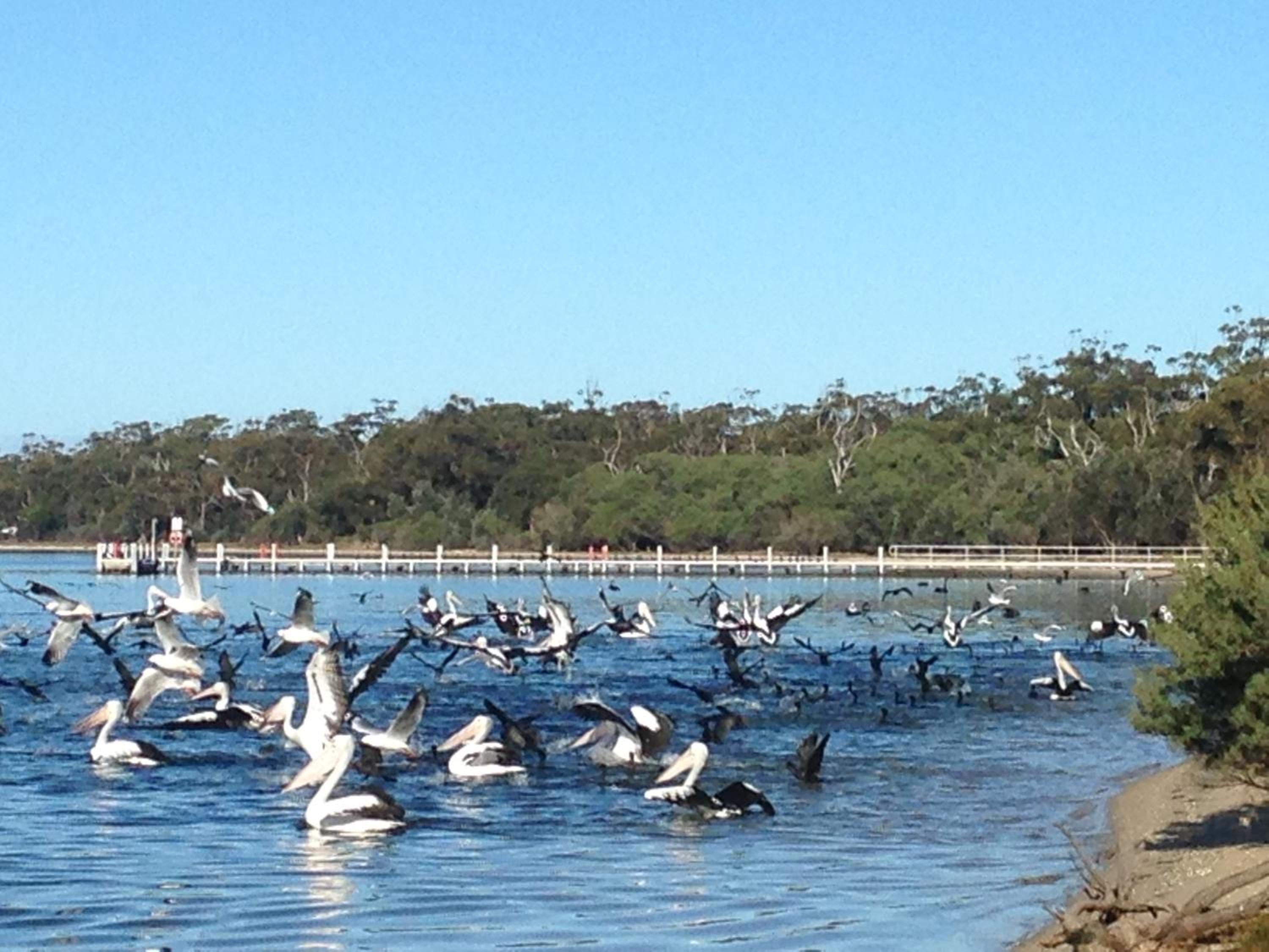 Swan Cove Beachfront