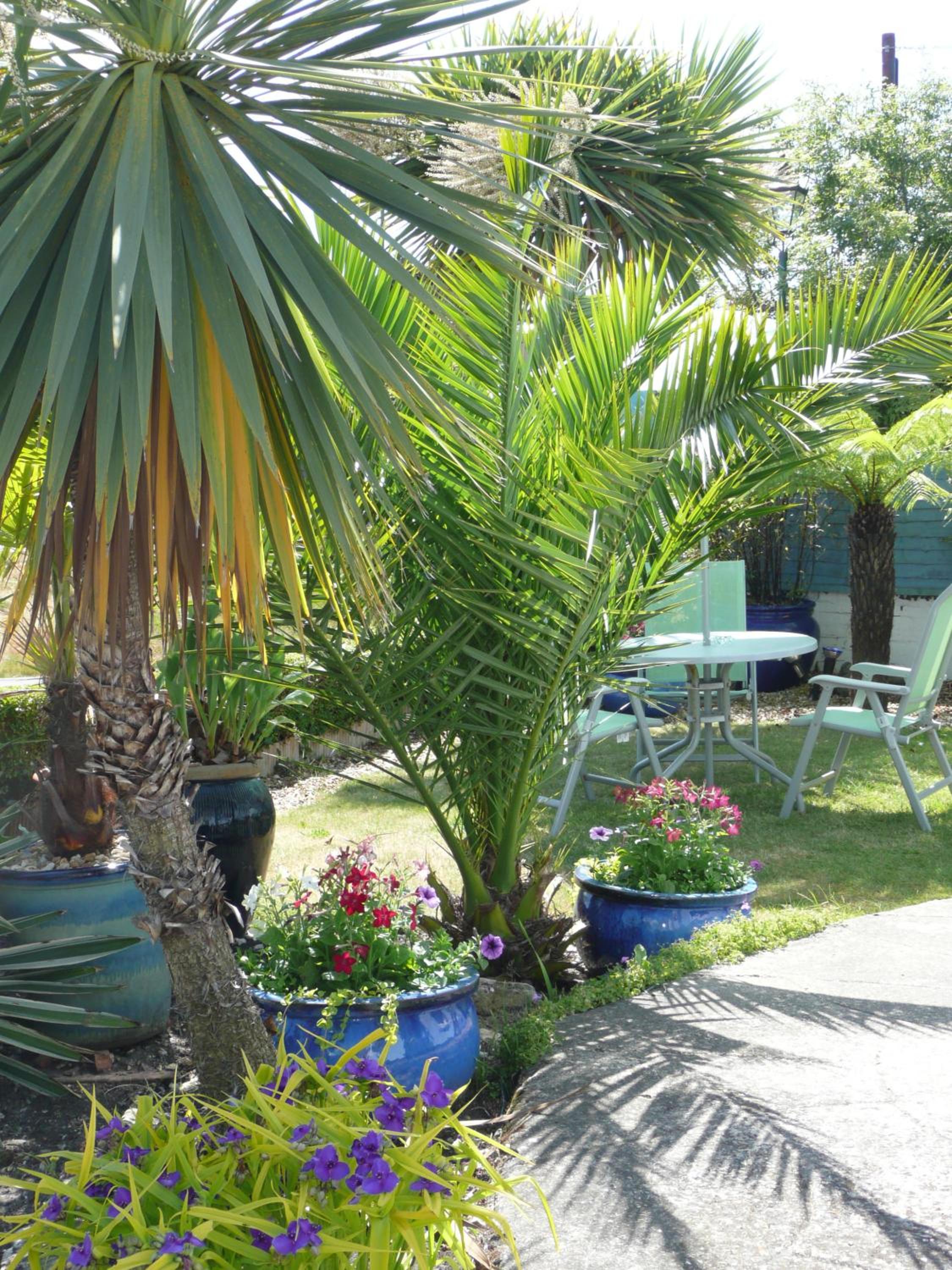 Blue Palms