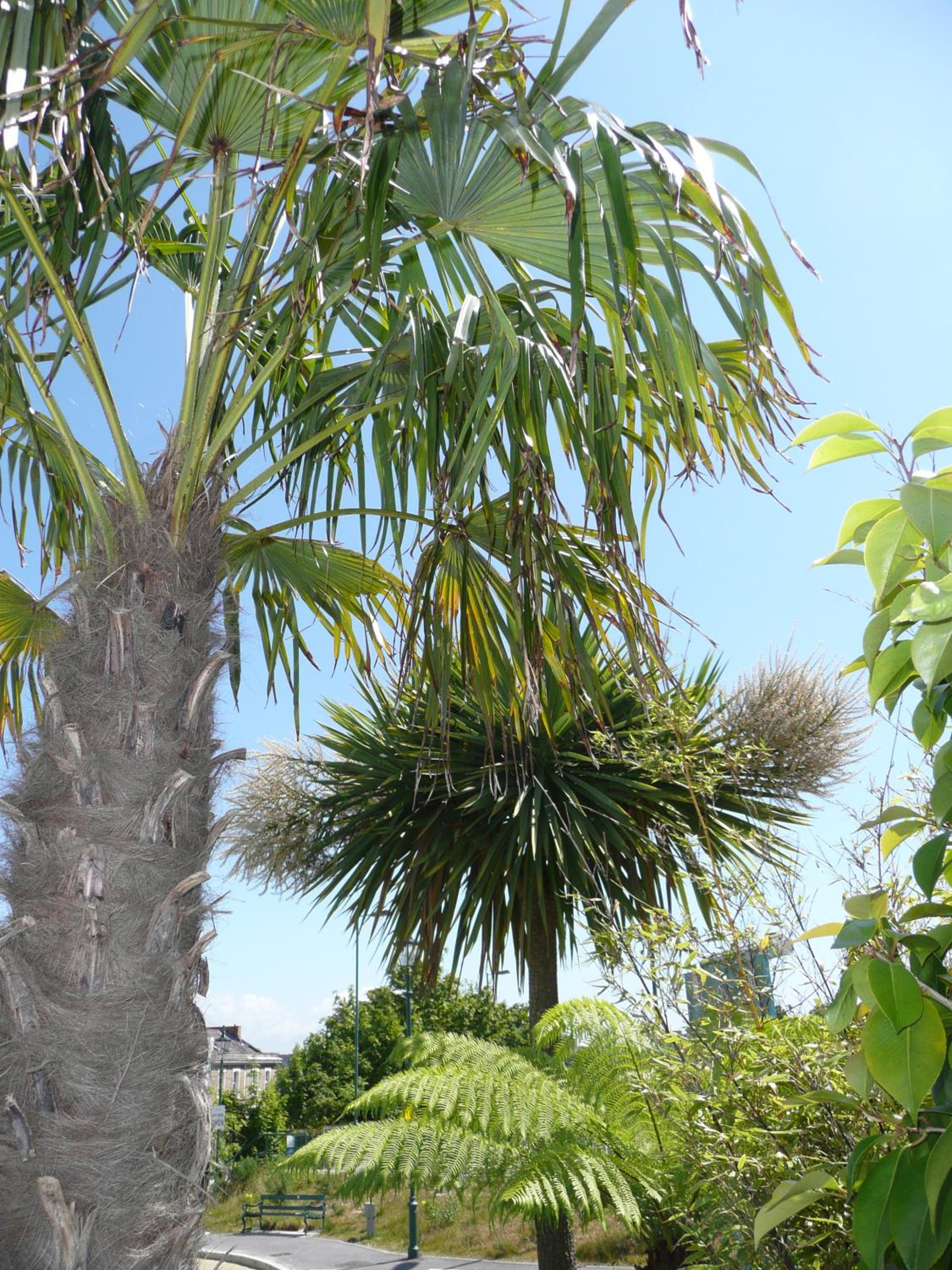 Blue Palms