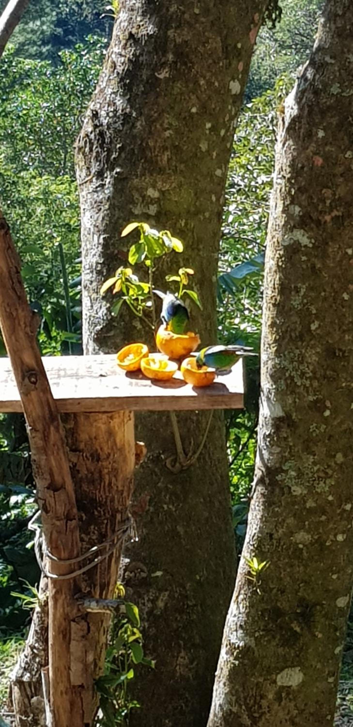Cabana no Itaimbezinho