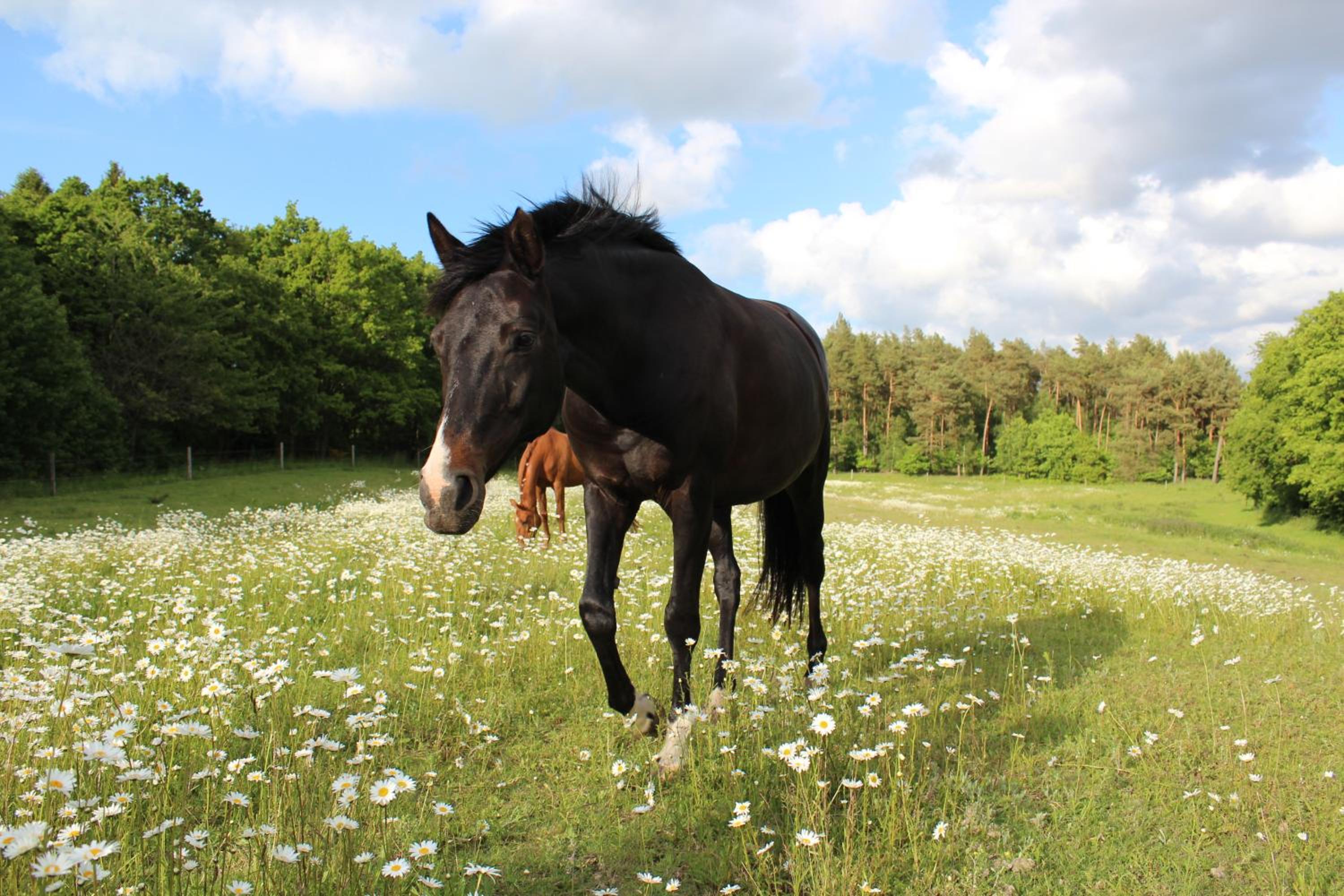 FEWO Reitanlage bei Altefähr
