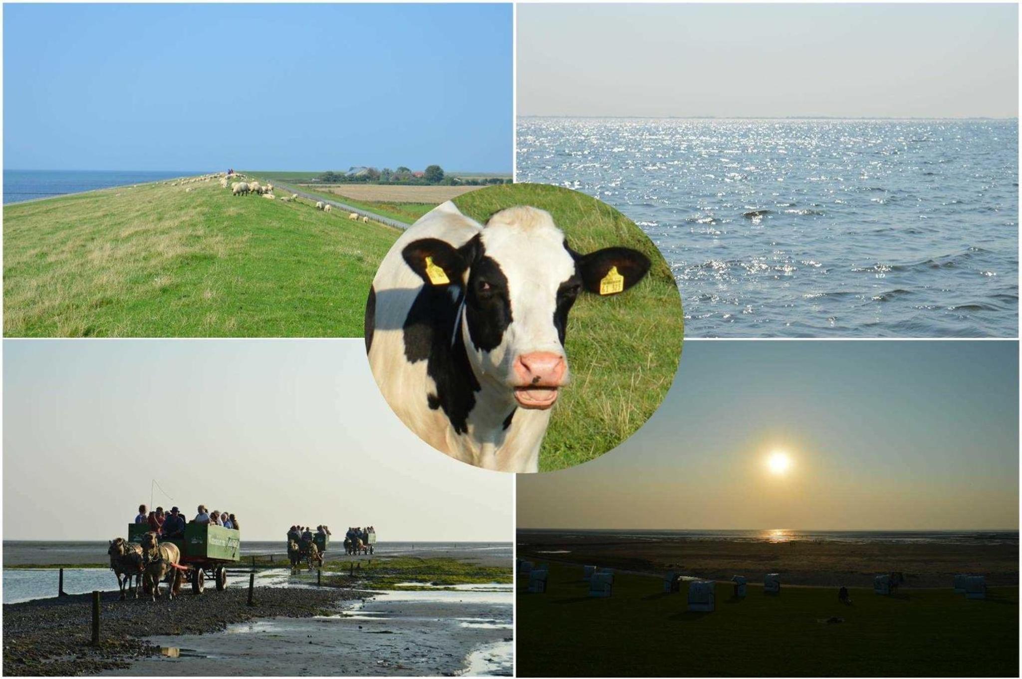 Ferienwohnungen im Womoland auf Nordstrand view 2