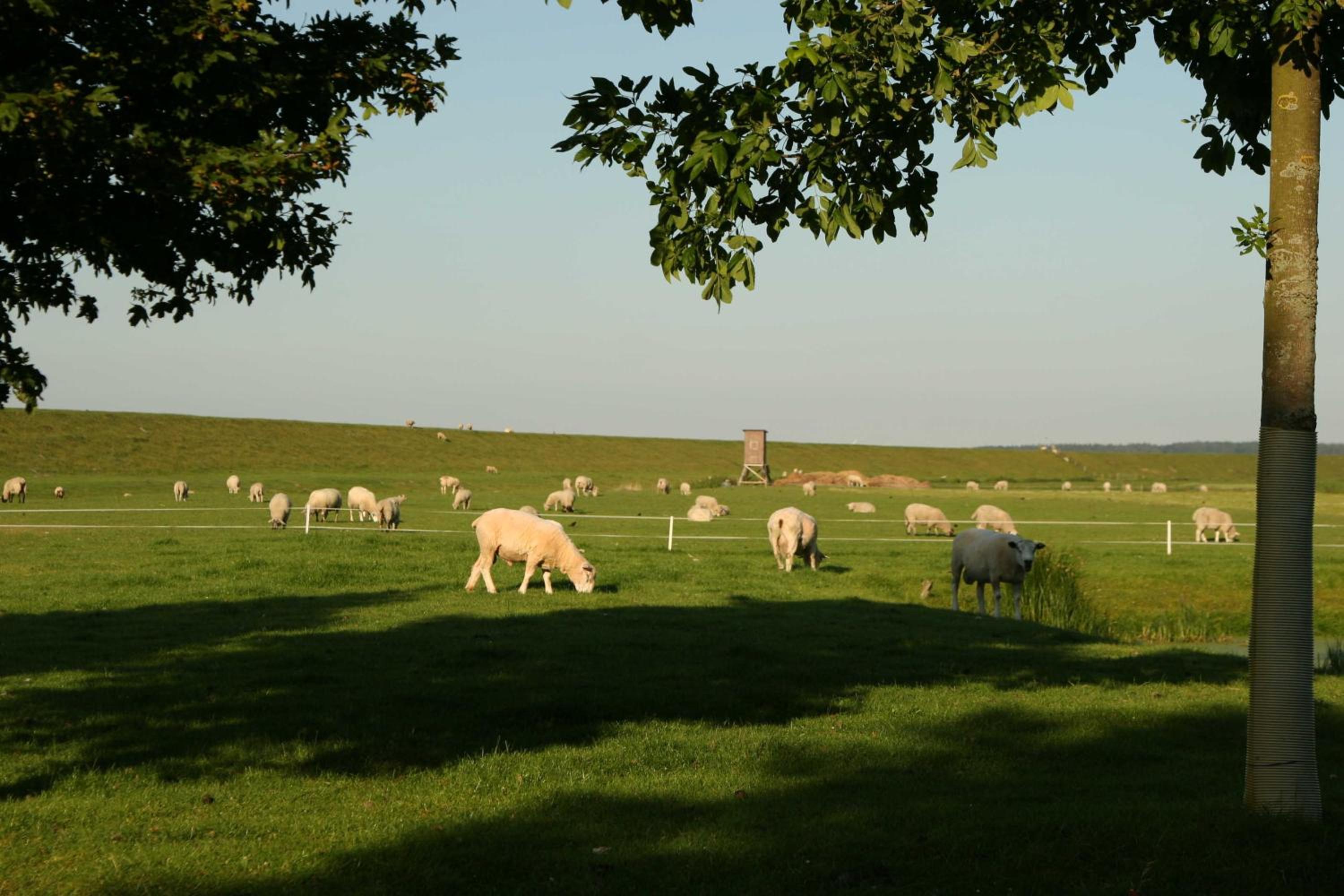 Ferienwohnungen im Womoland auf Nordstrand view 4