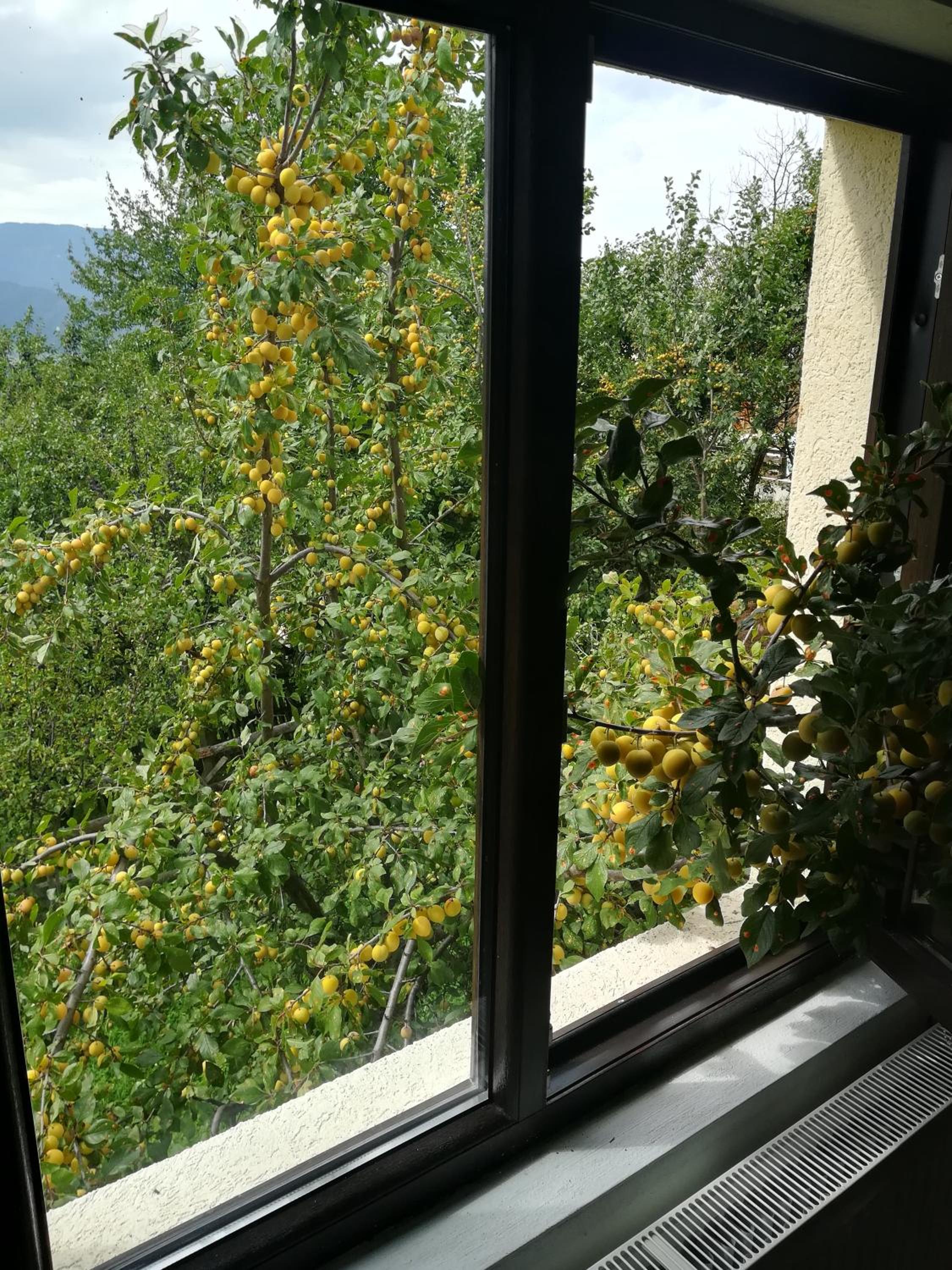 Photo 35