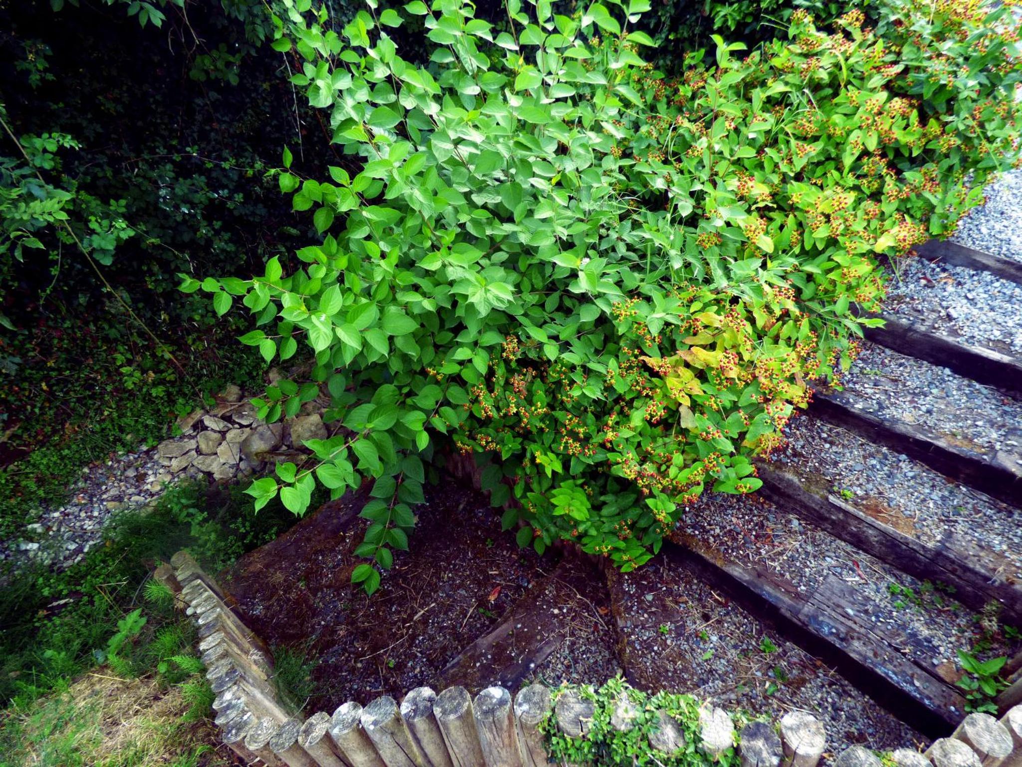 Photo 41