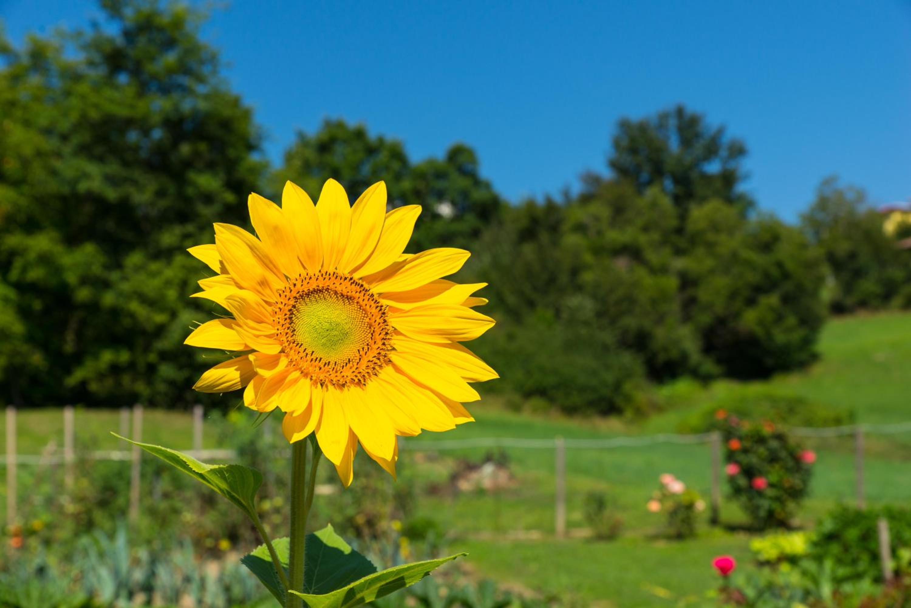 Photo 55