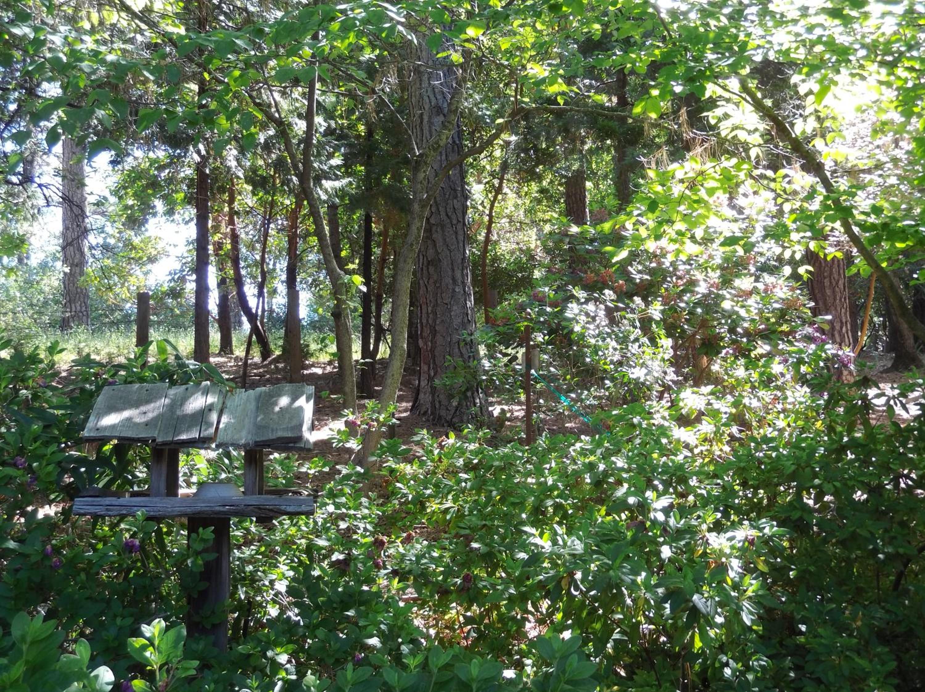 Ponderosa Ridge A B & B view 2
