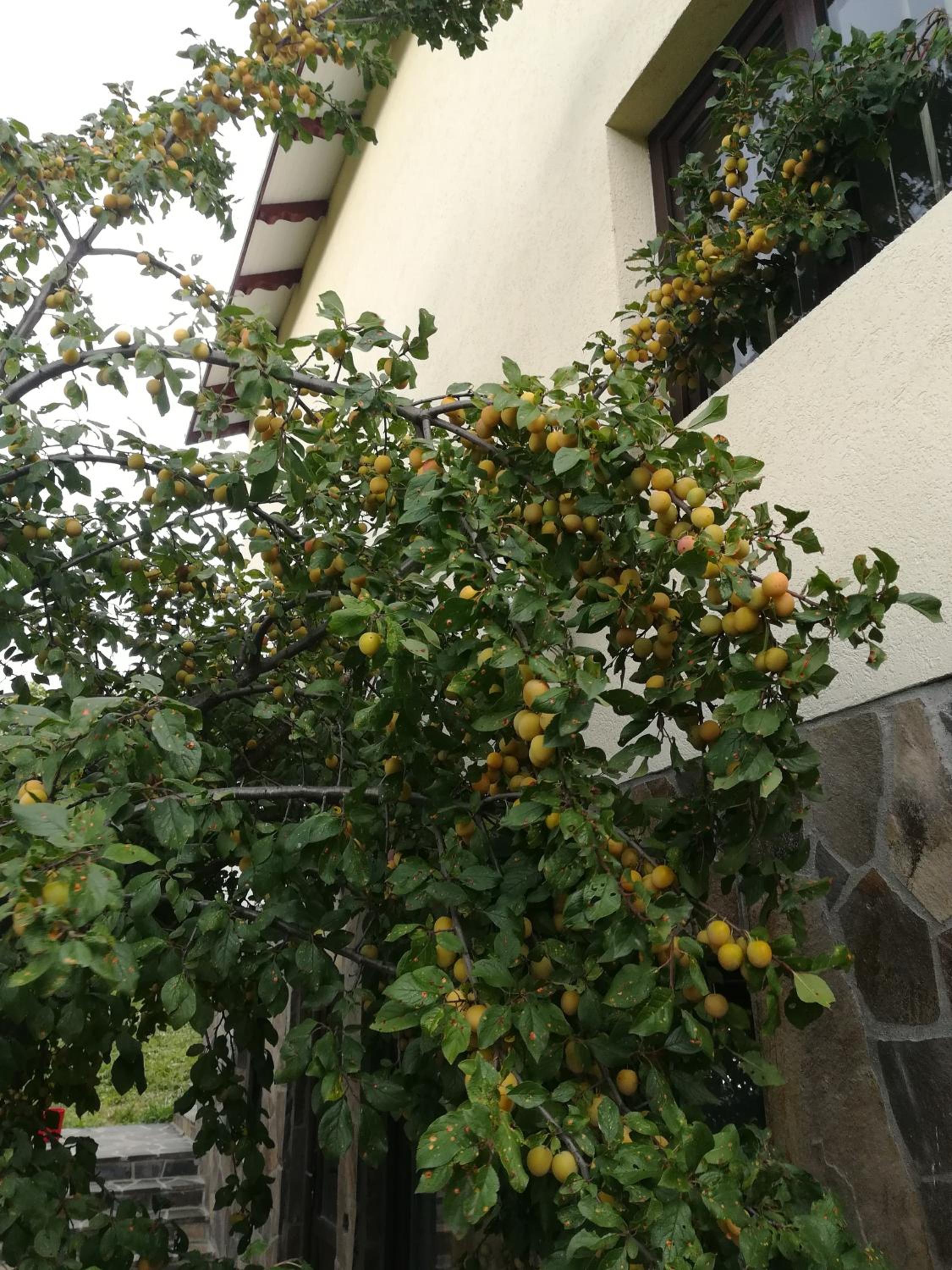 Photo 32