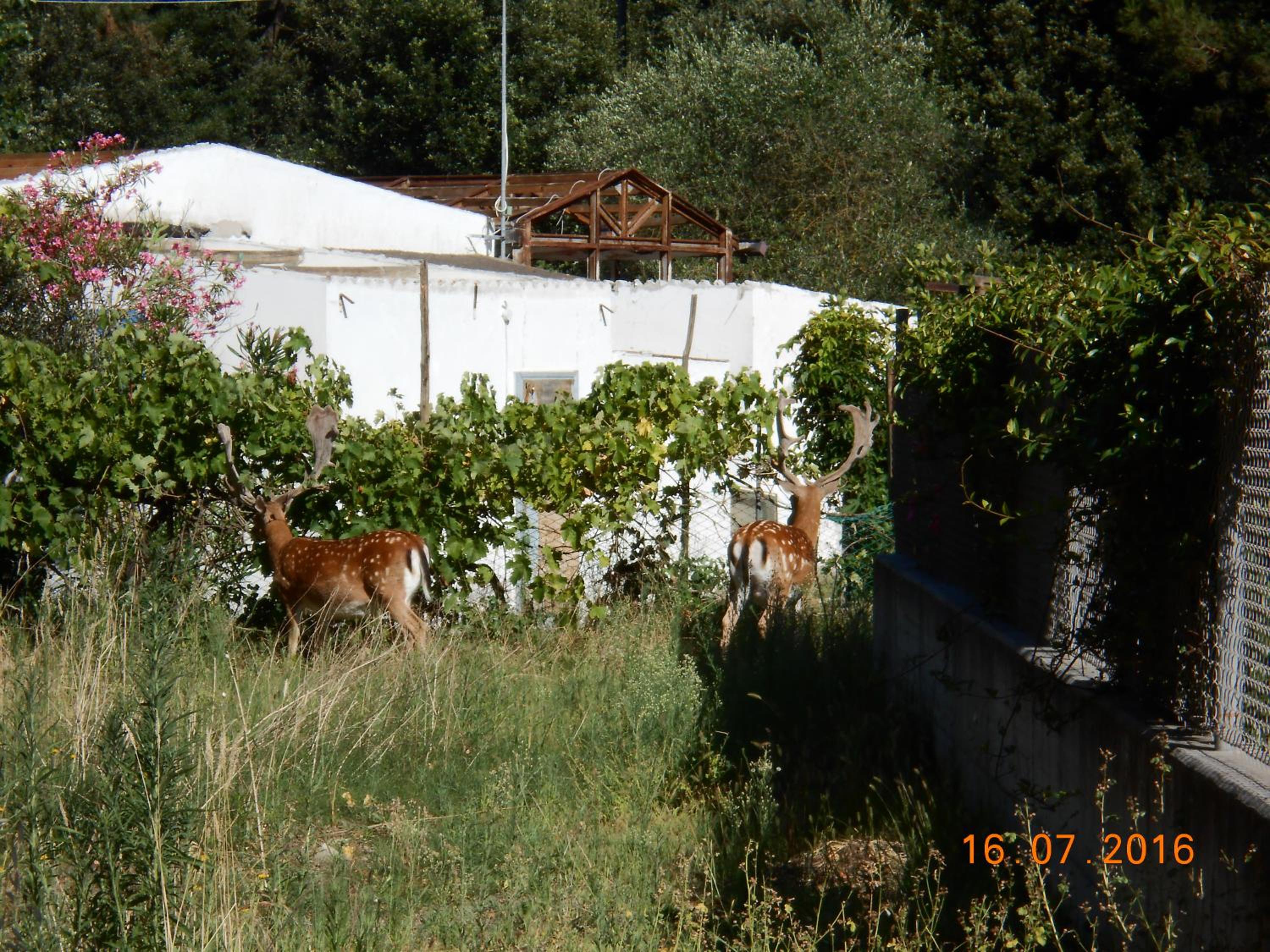 Photo 37