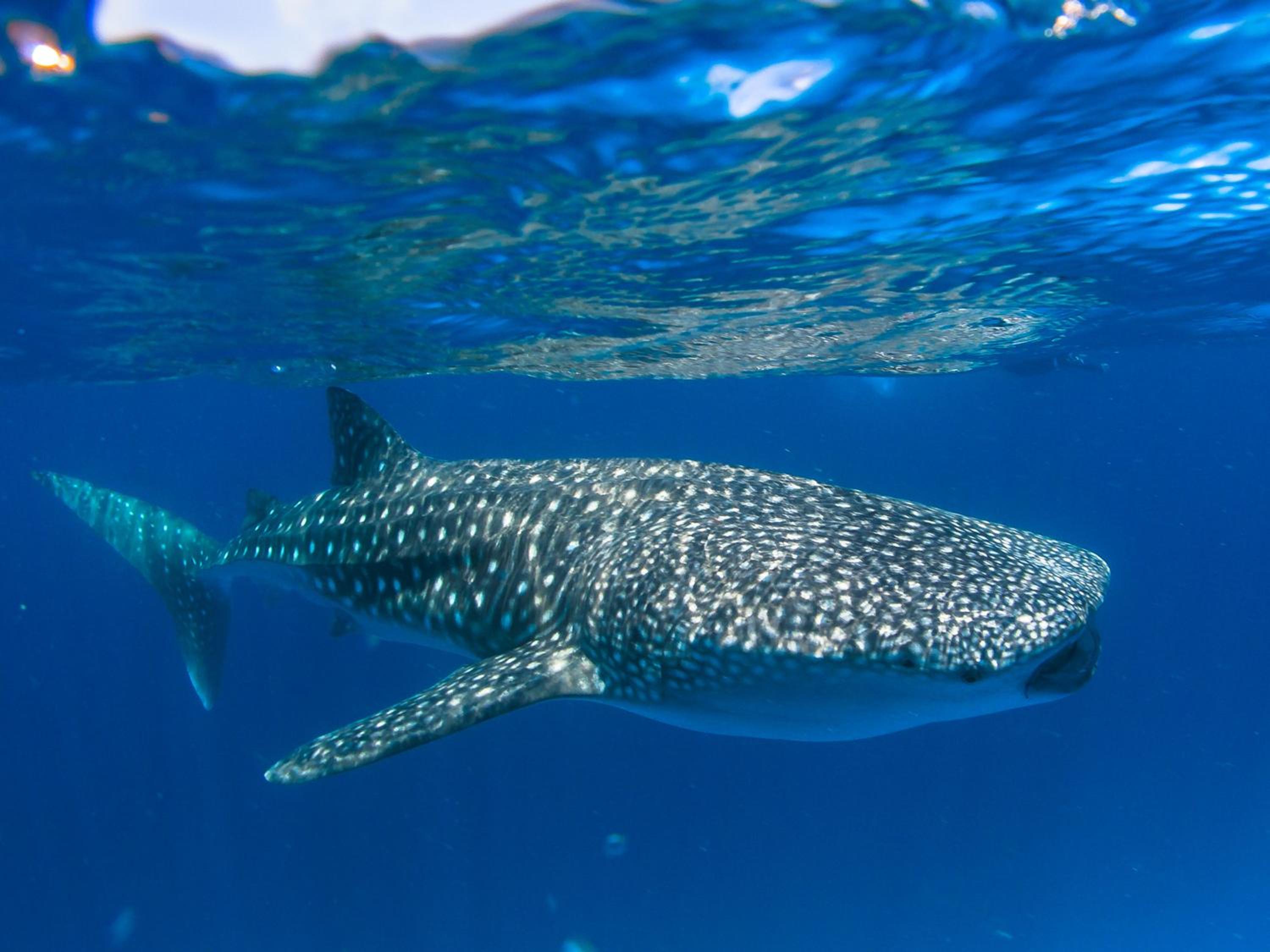 Dhiguveli Maldives