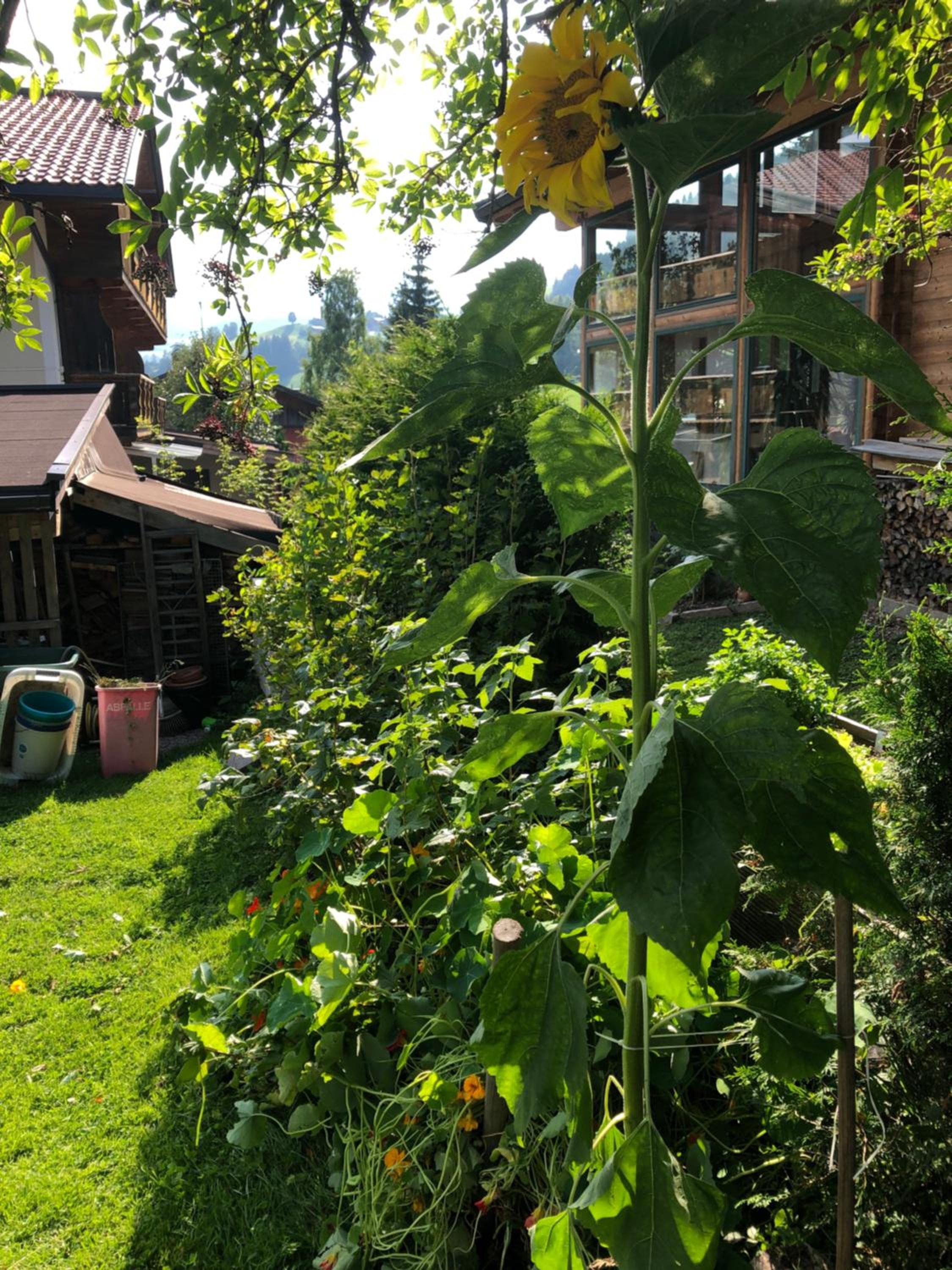 Gästehaus Lackner