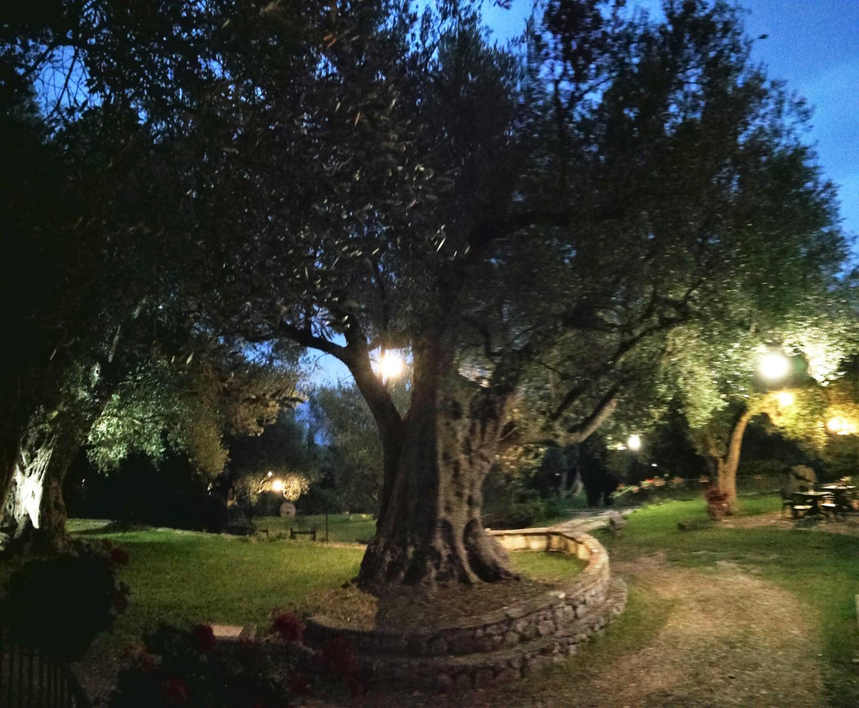 Pie' d'Ulivo