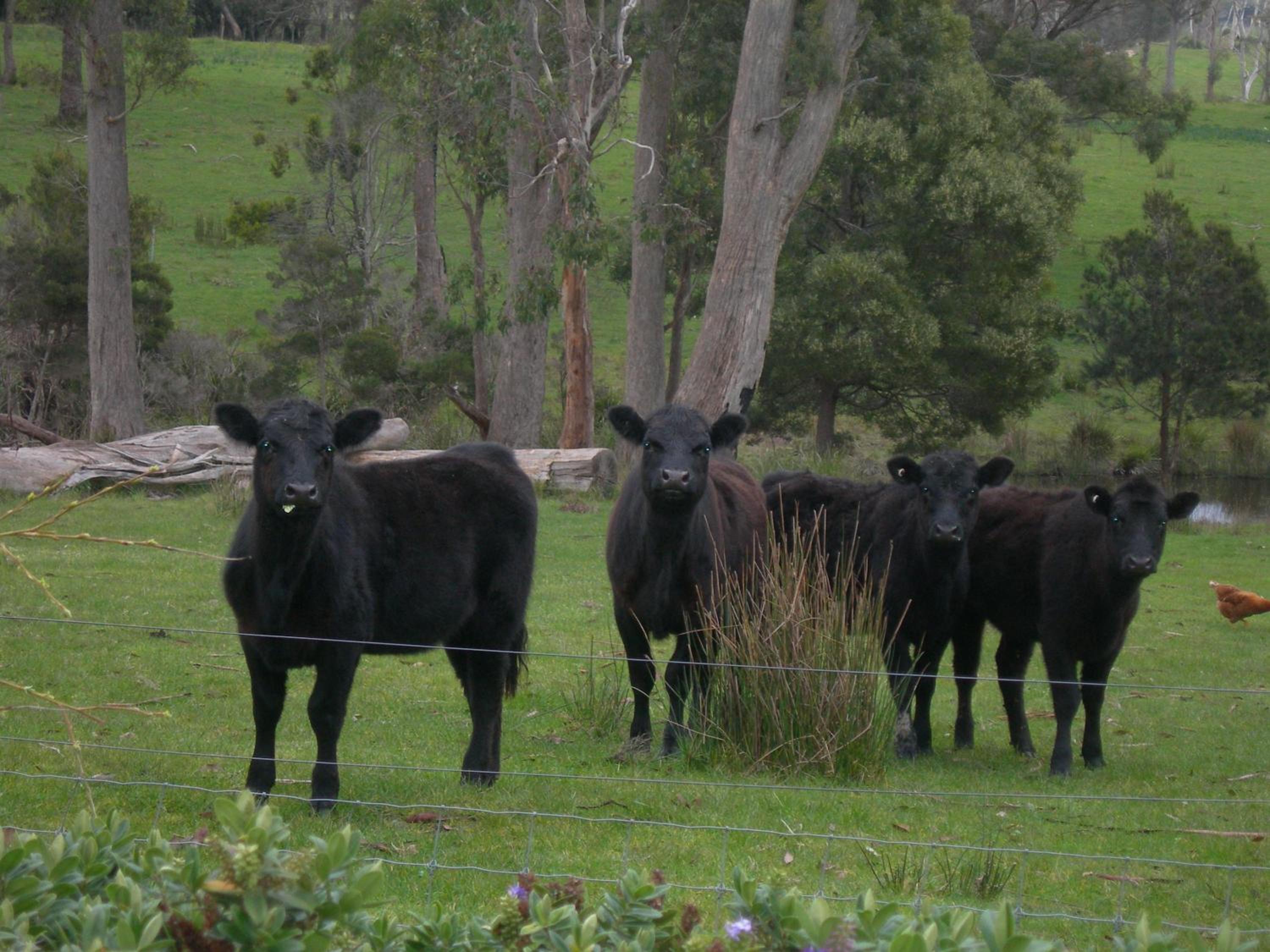Platypus Park Country Retreat