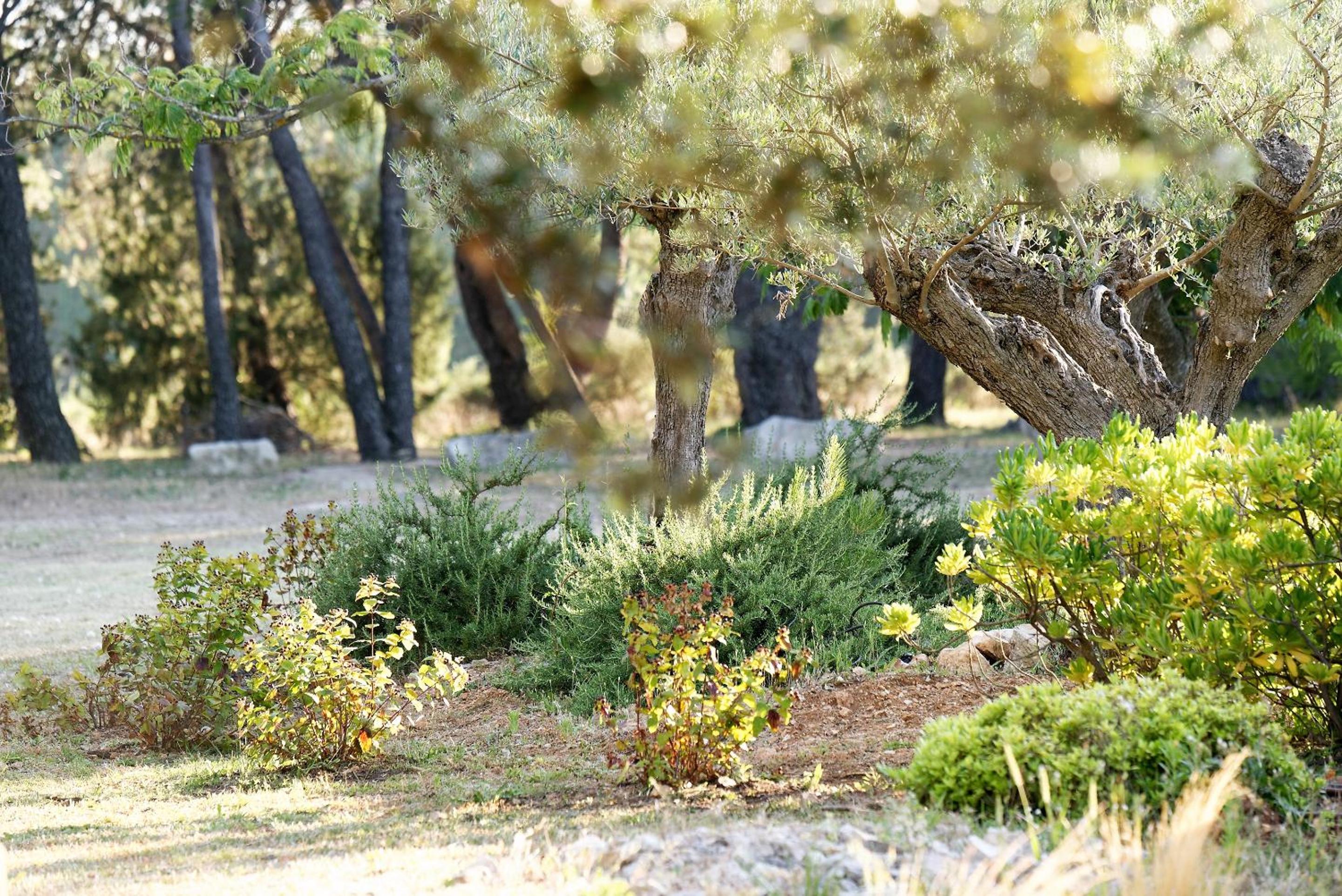 garden
