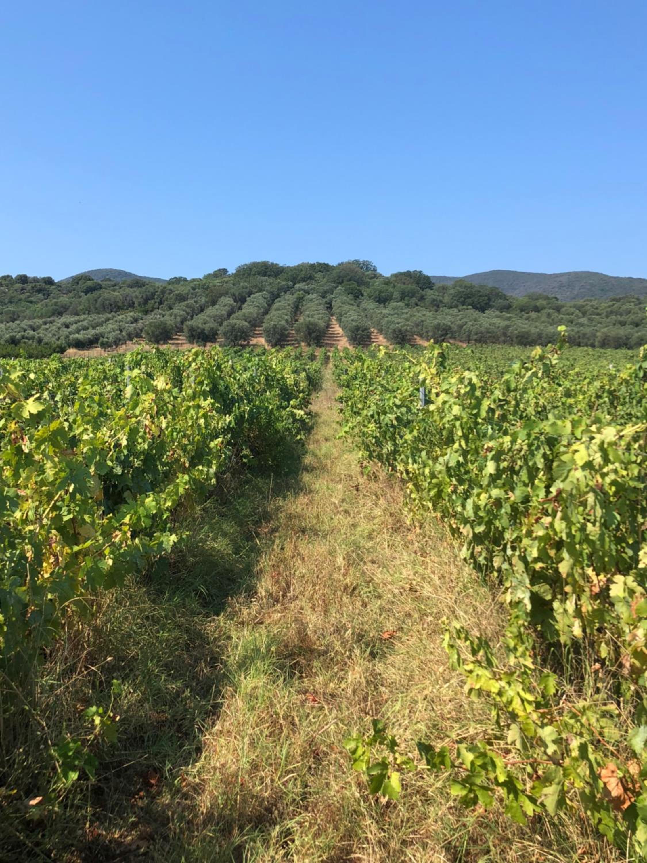PODERE OSLAVIA AZ.AGR.BIO GIANNINI view 5