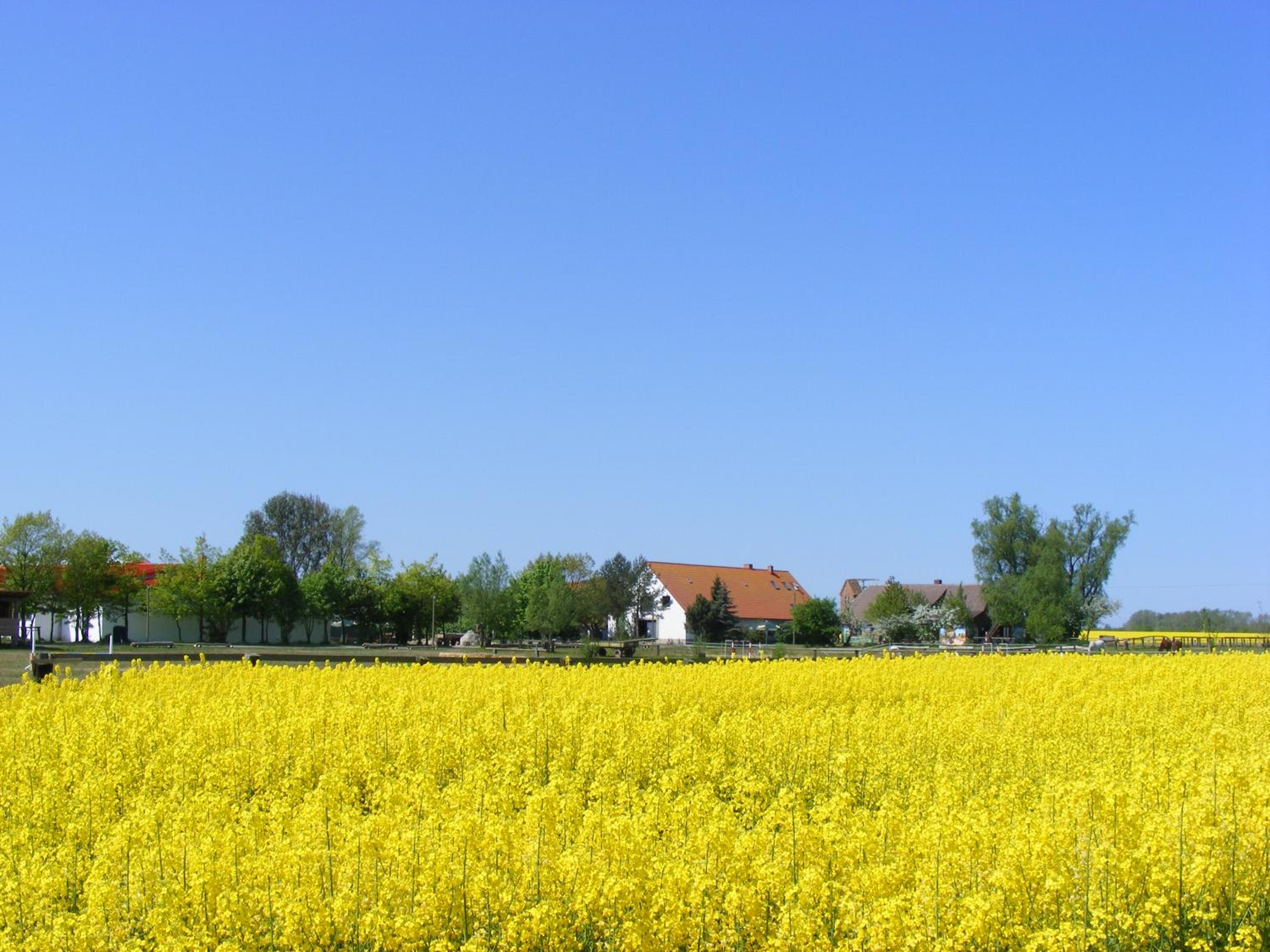 FEWO Reitanlage bei Altefähr