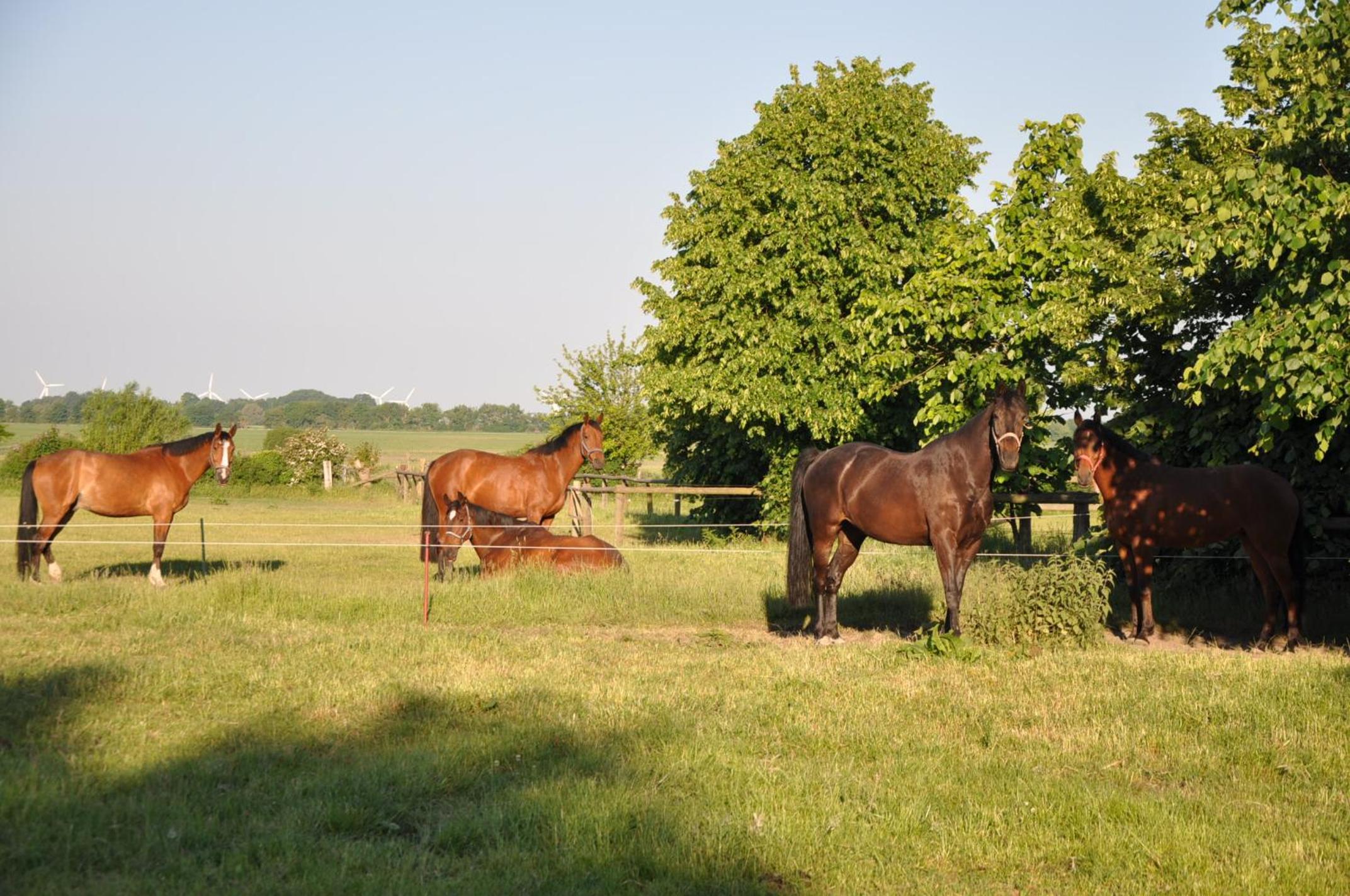 FEWO Reitanlage bei Altefähr