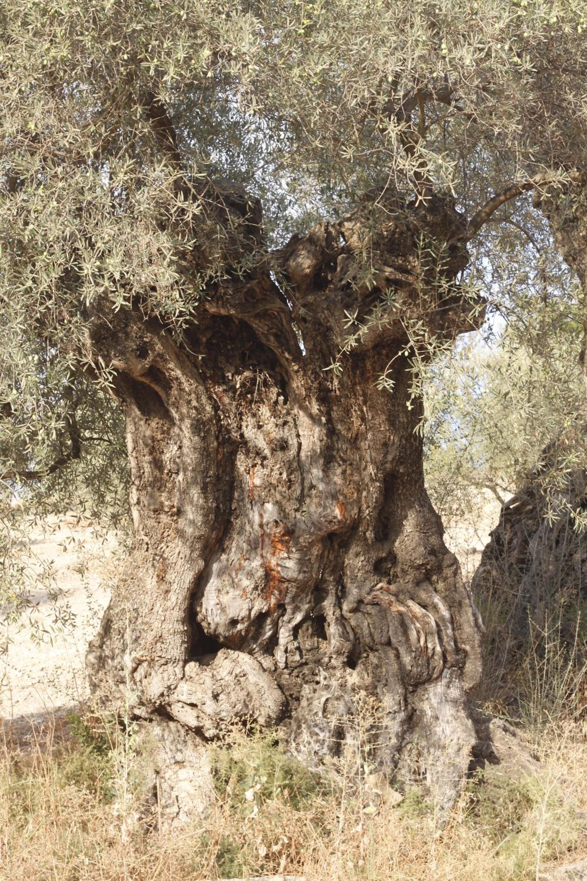 Photo 32