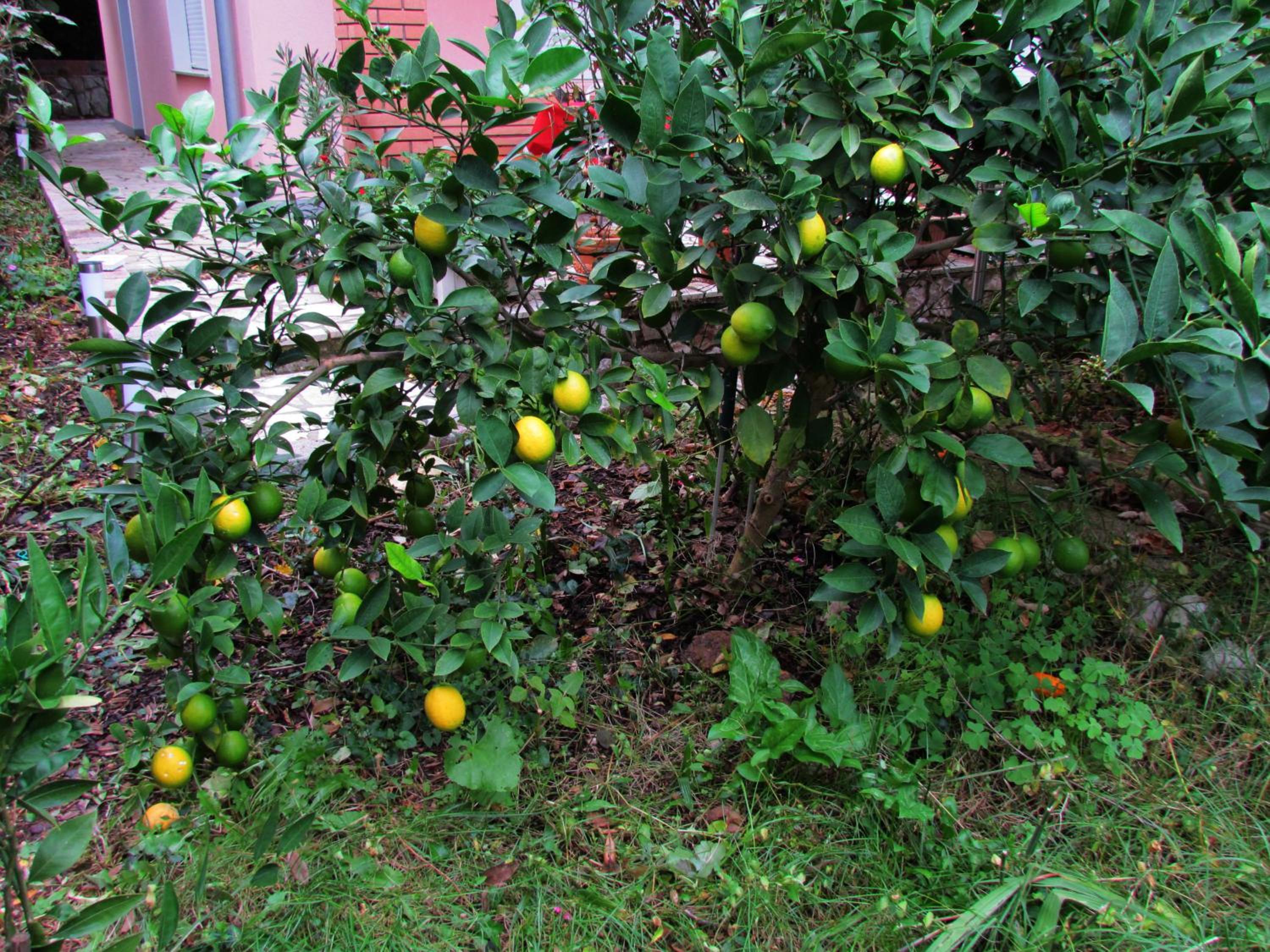 Photo 74