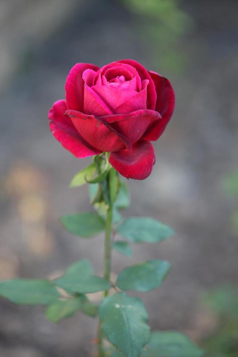 Photo 64
