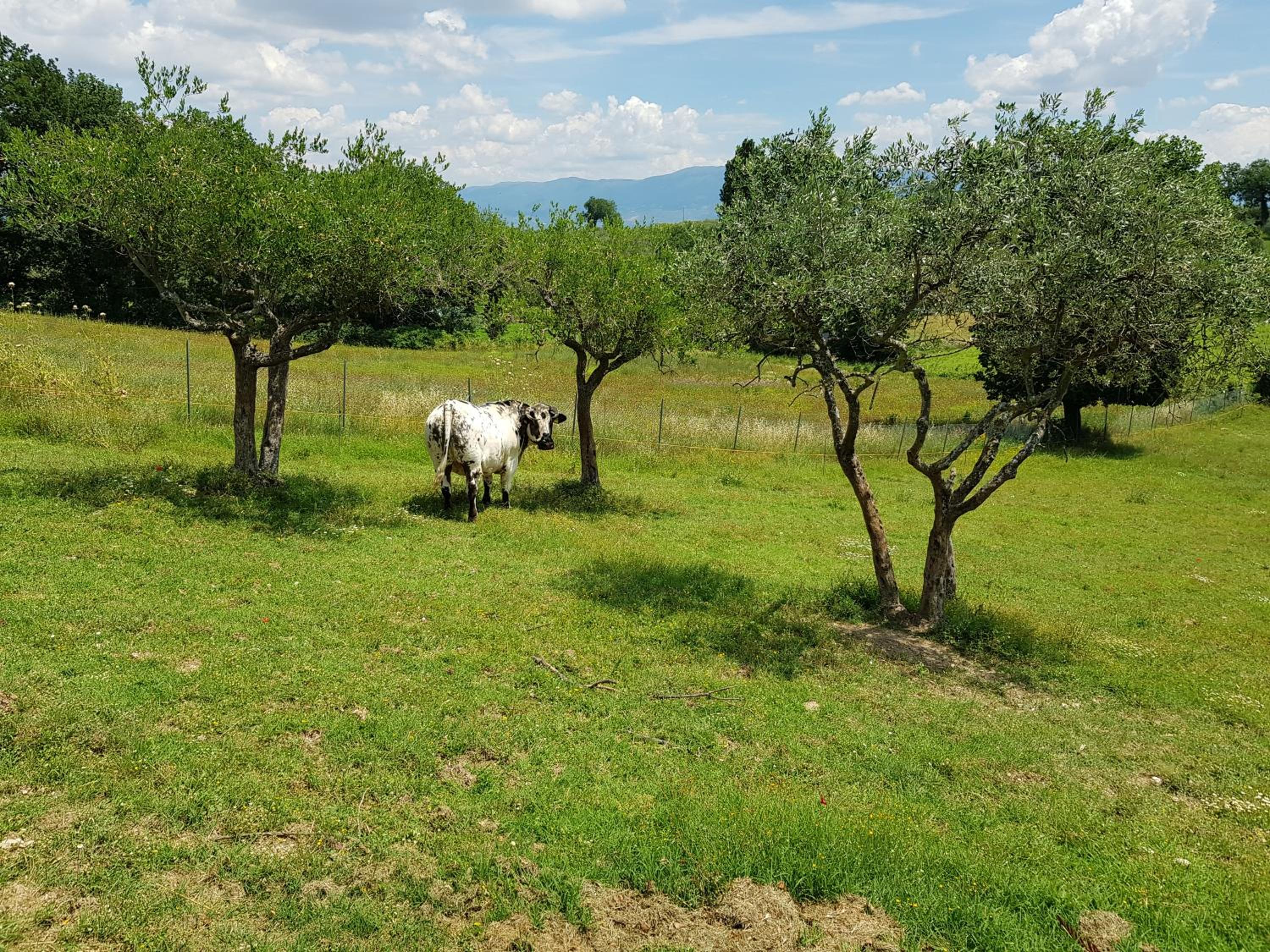 Agriturismo Arcobaleno della Torretta, Billede 83