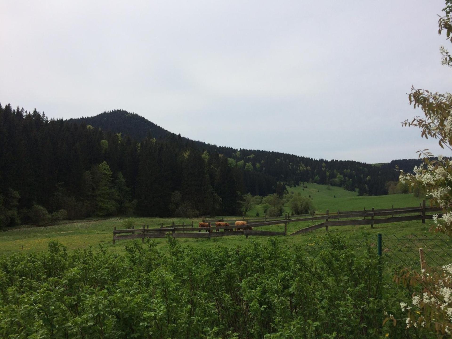 Photo 38