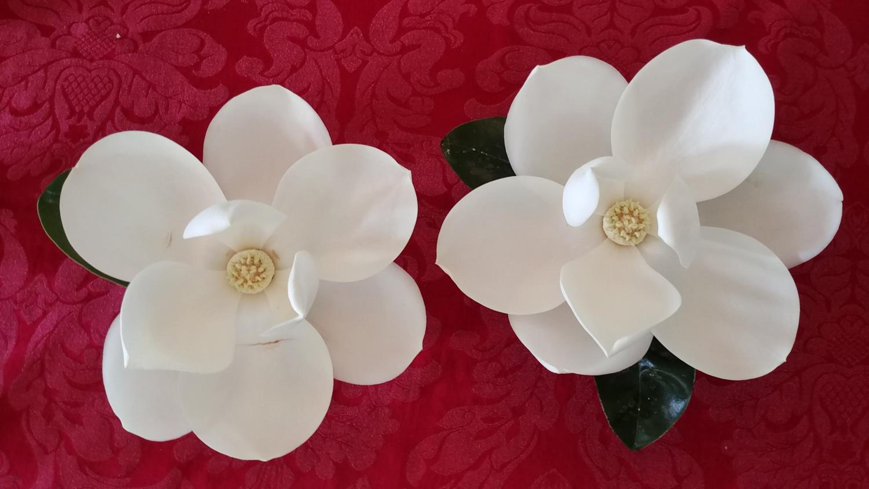 Cordele Vacations - Fruits of Vienna BB - Property Image 5