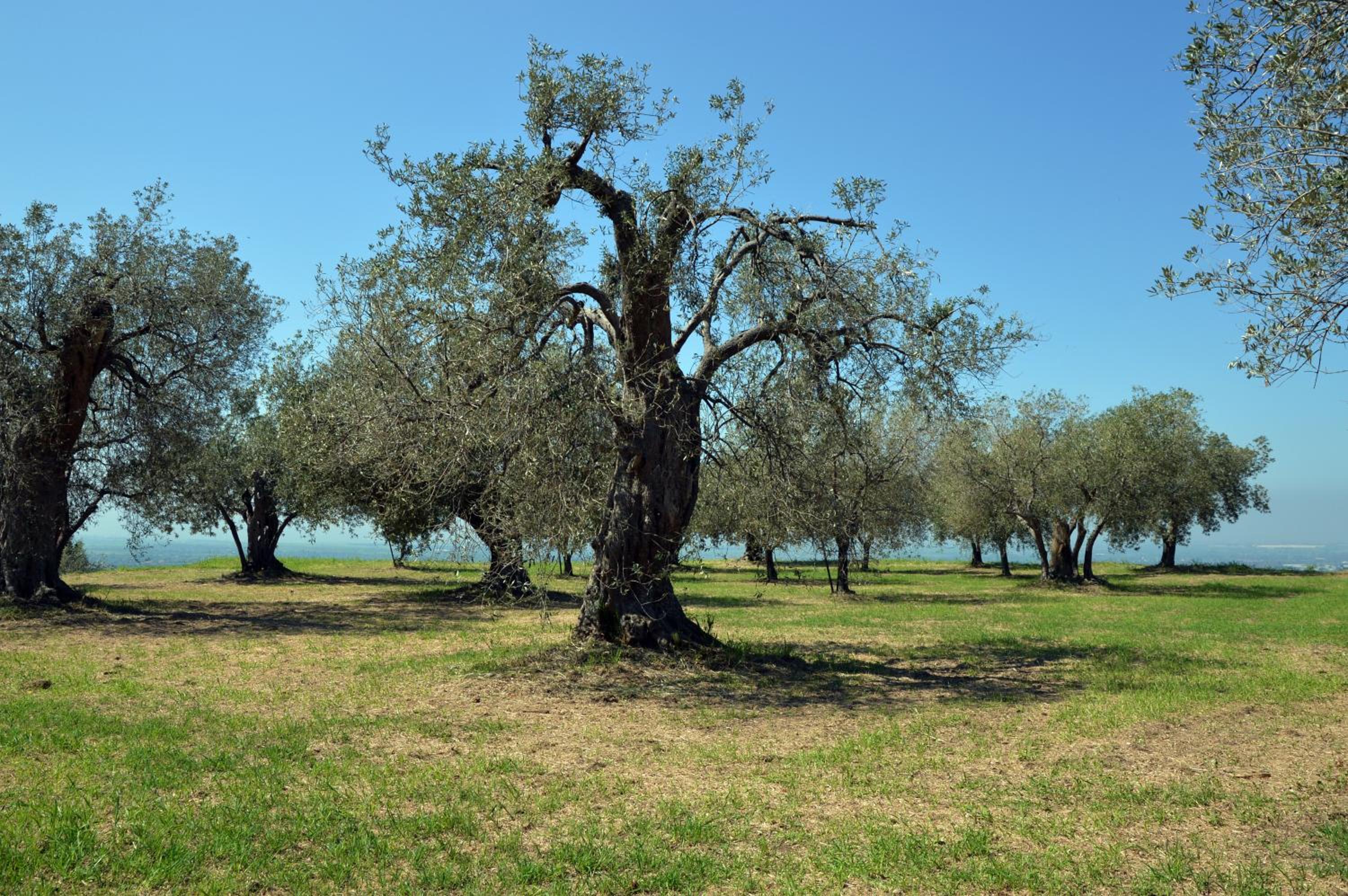 Antica Villa di Bruto