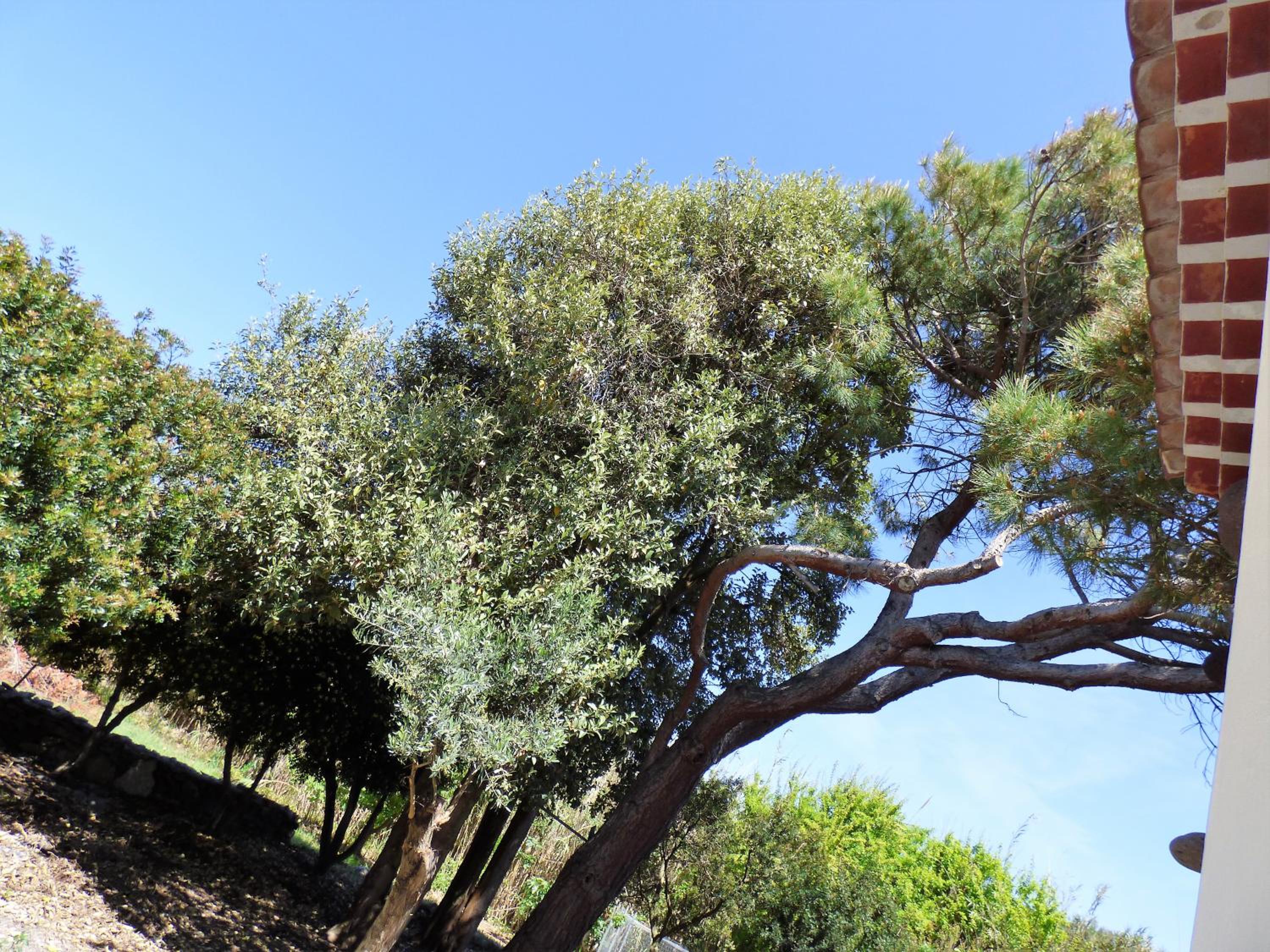 Photo 43
