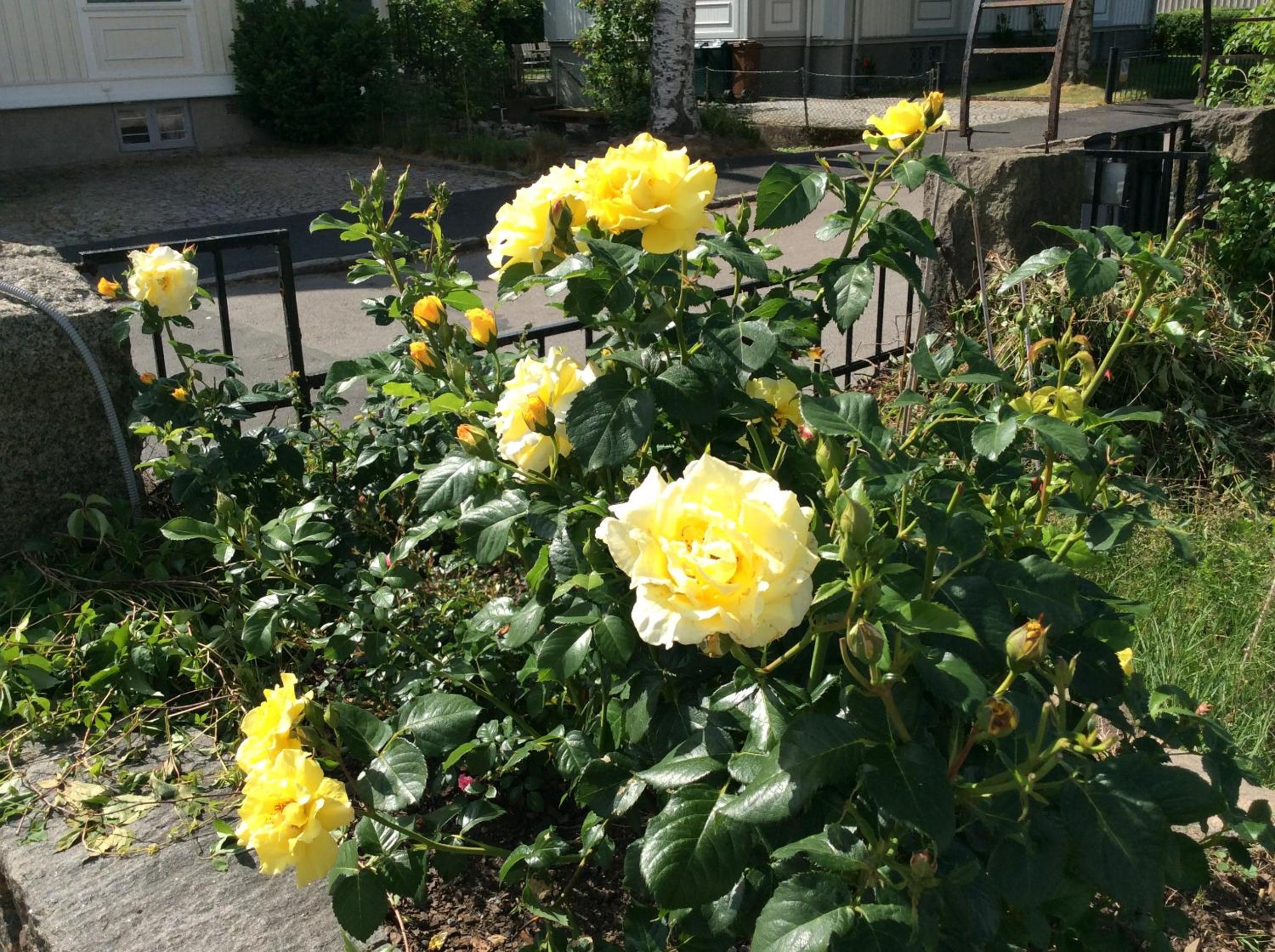 Photo 11