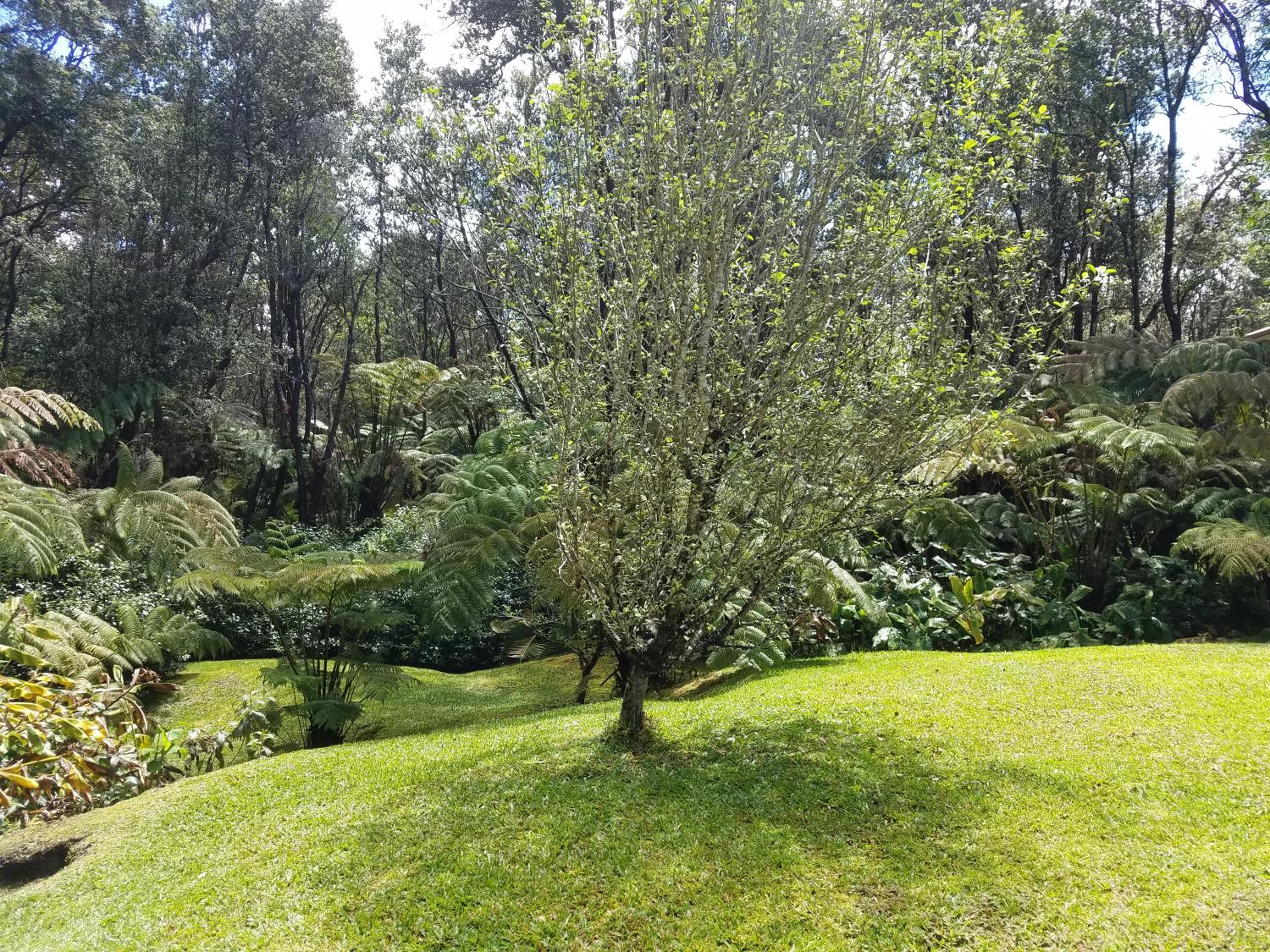 'Ama'u Lani Cottage view 3