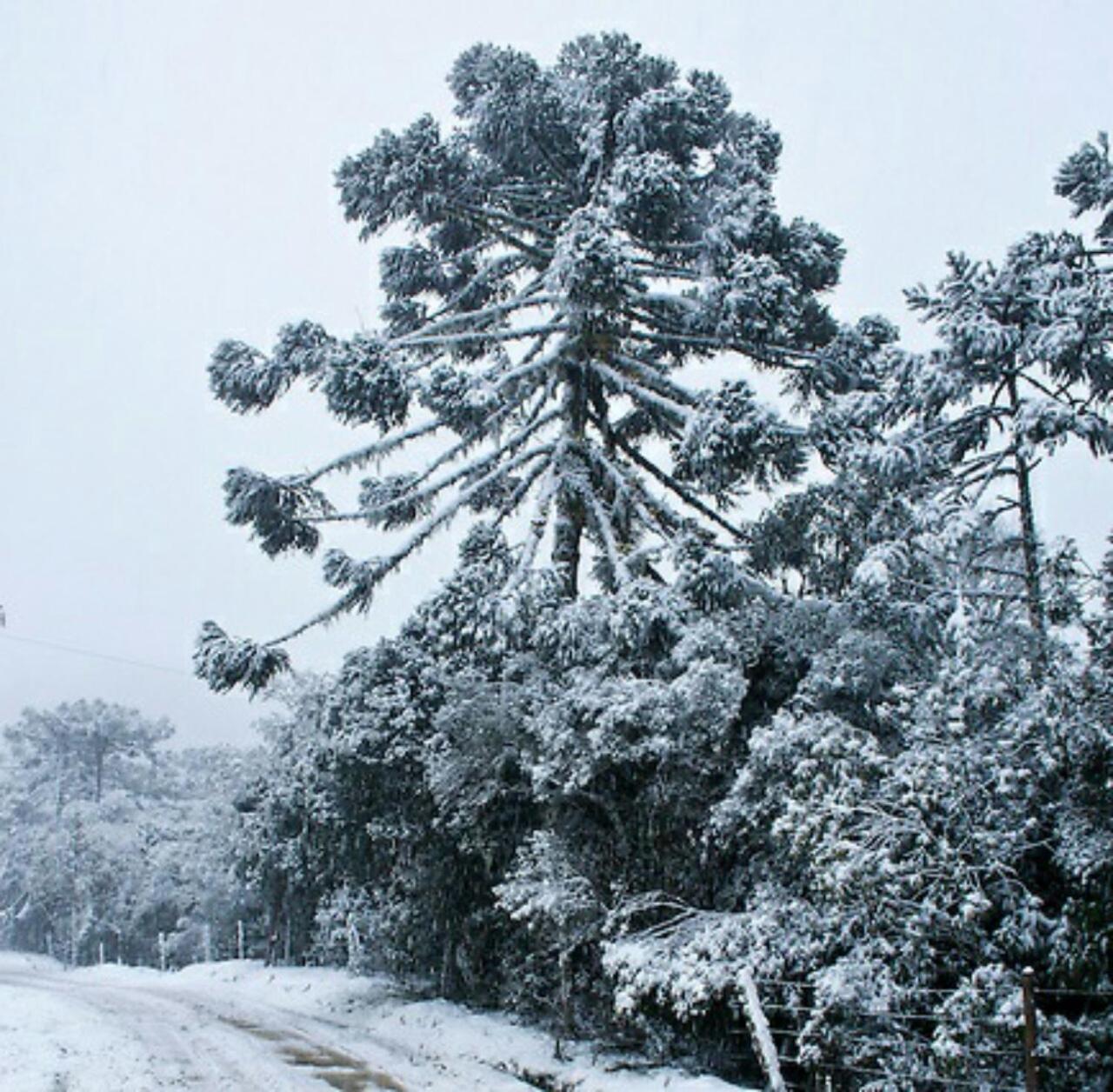 Chalé Campos Da Serra