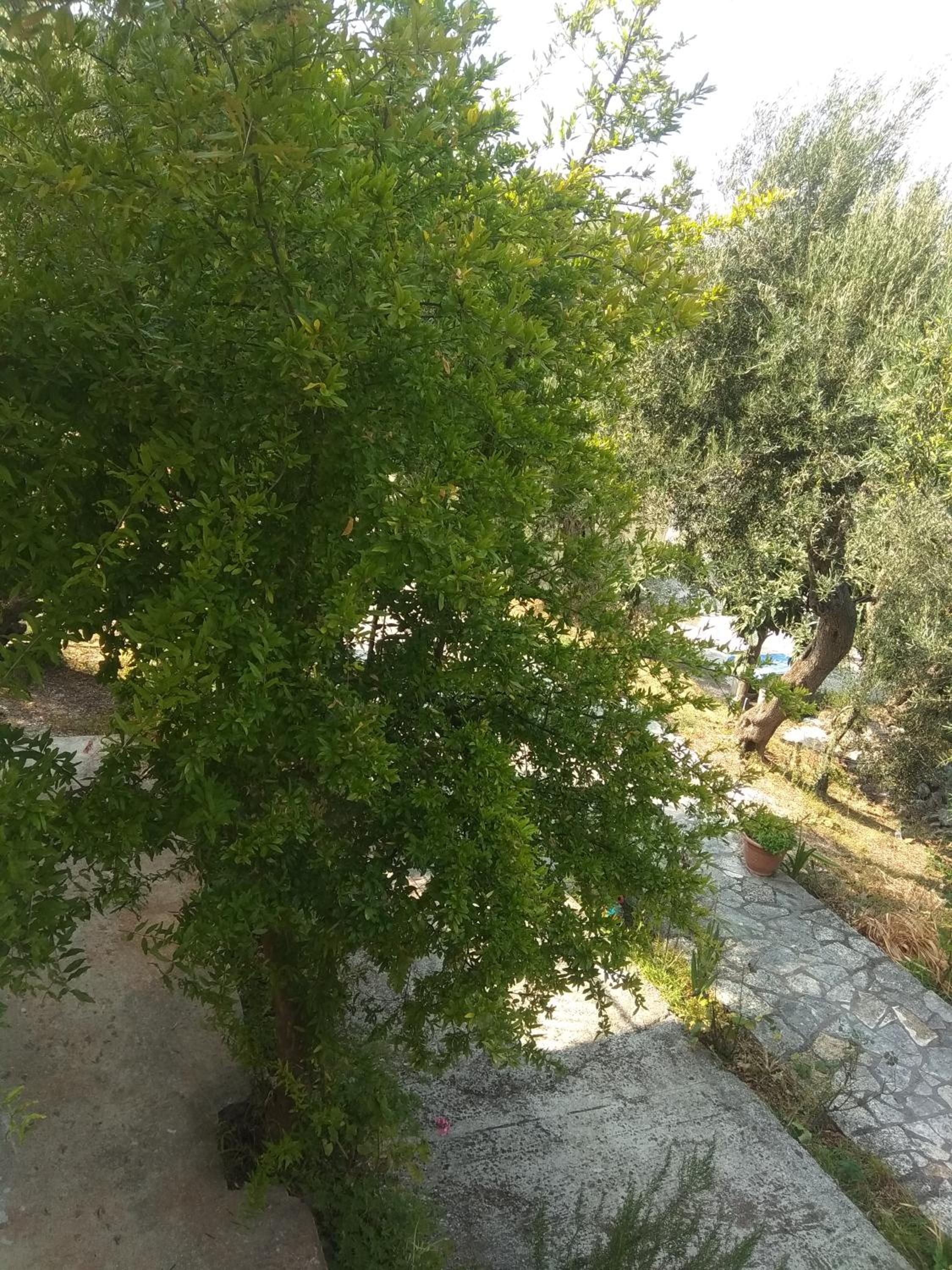 Photo 36