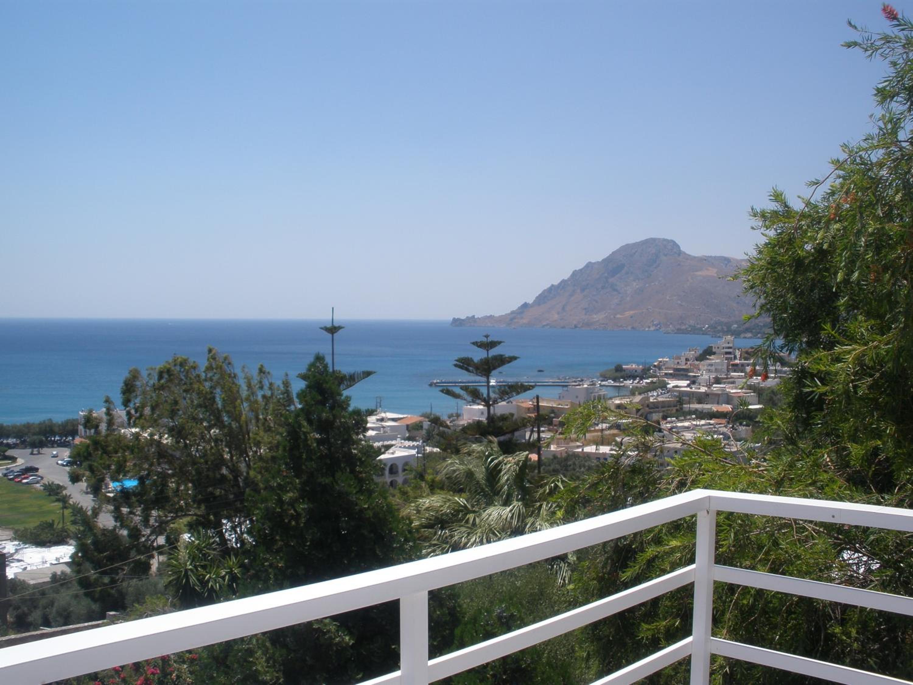 Camelia view 2