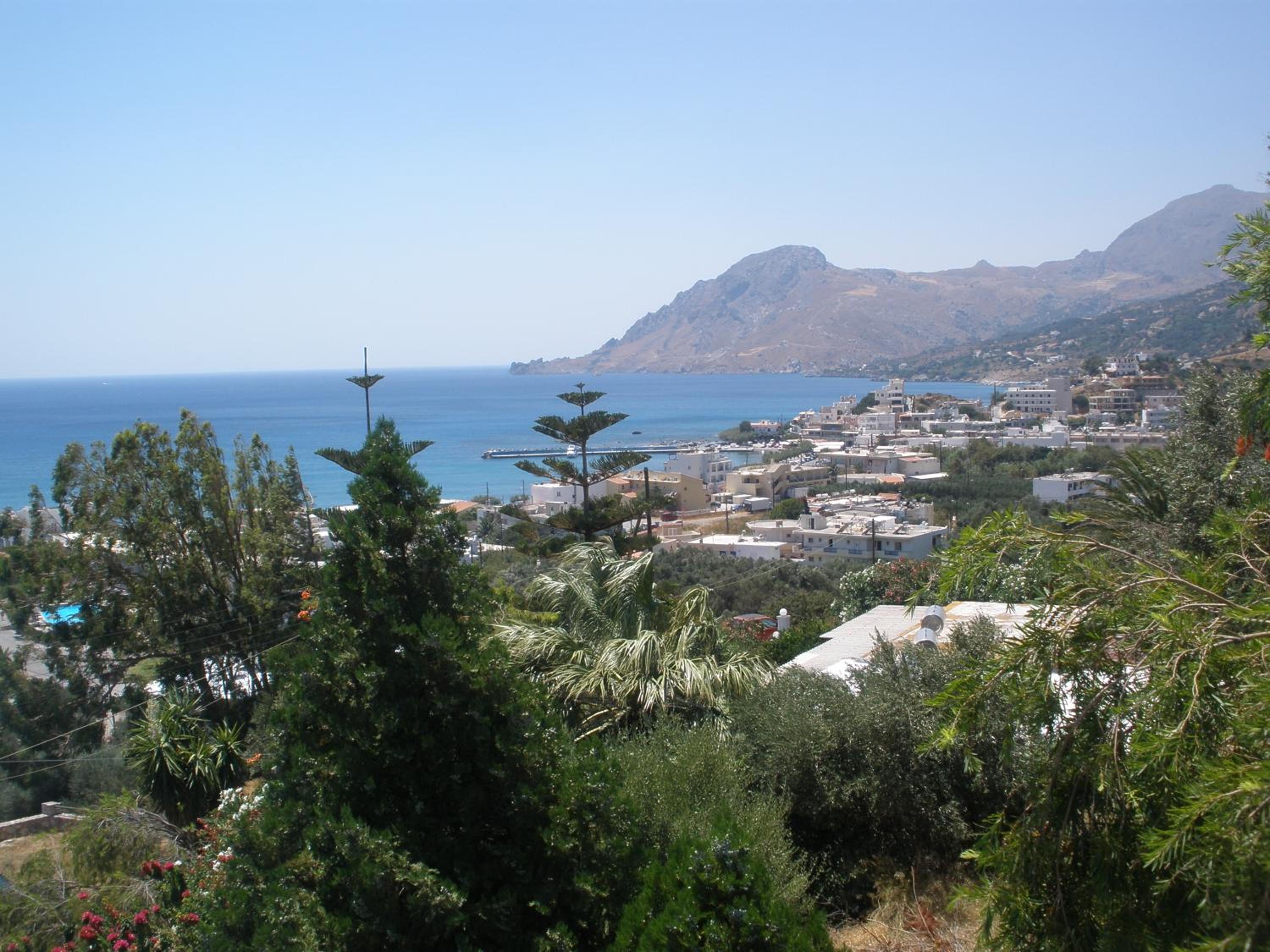 Camelia view 3