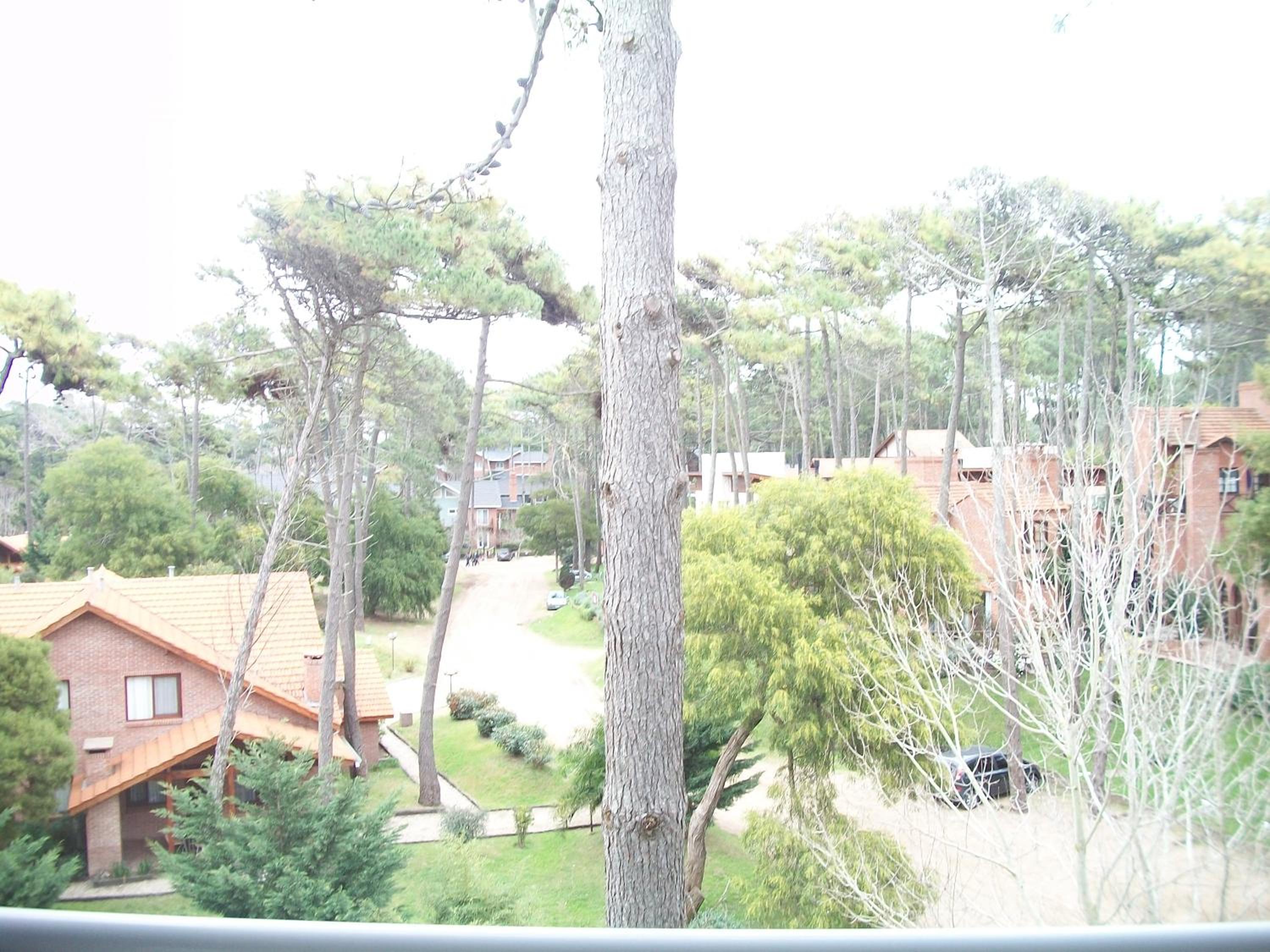 Avutarda de Carilo