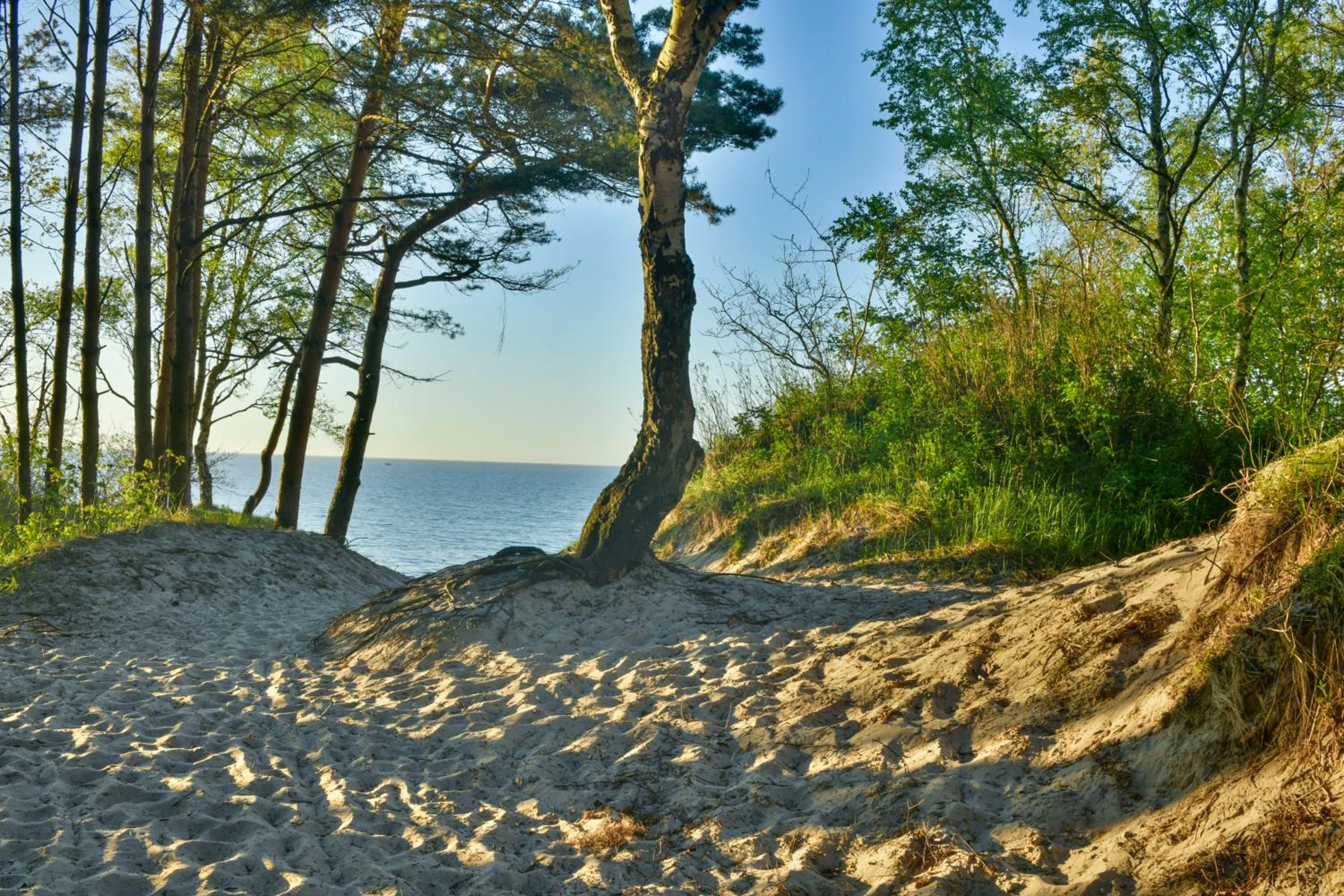 Photo 41