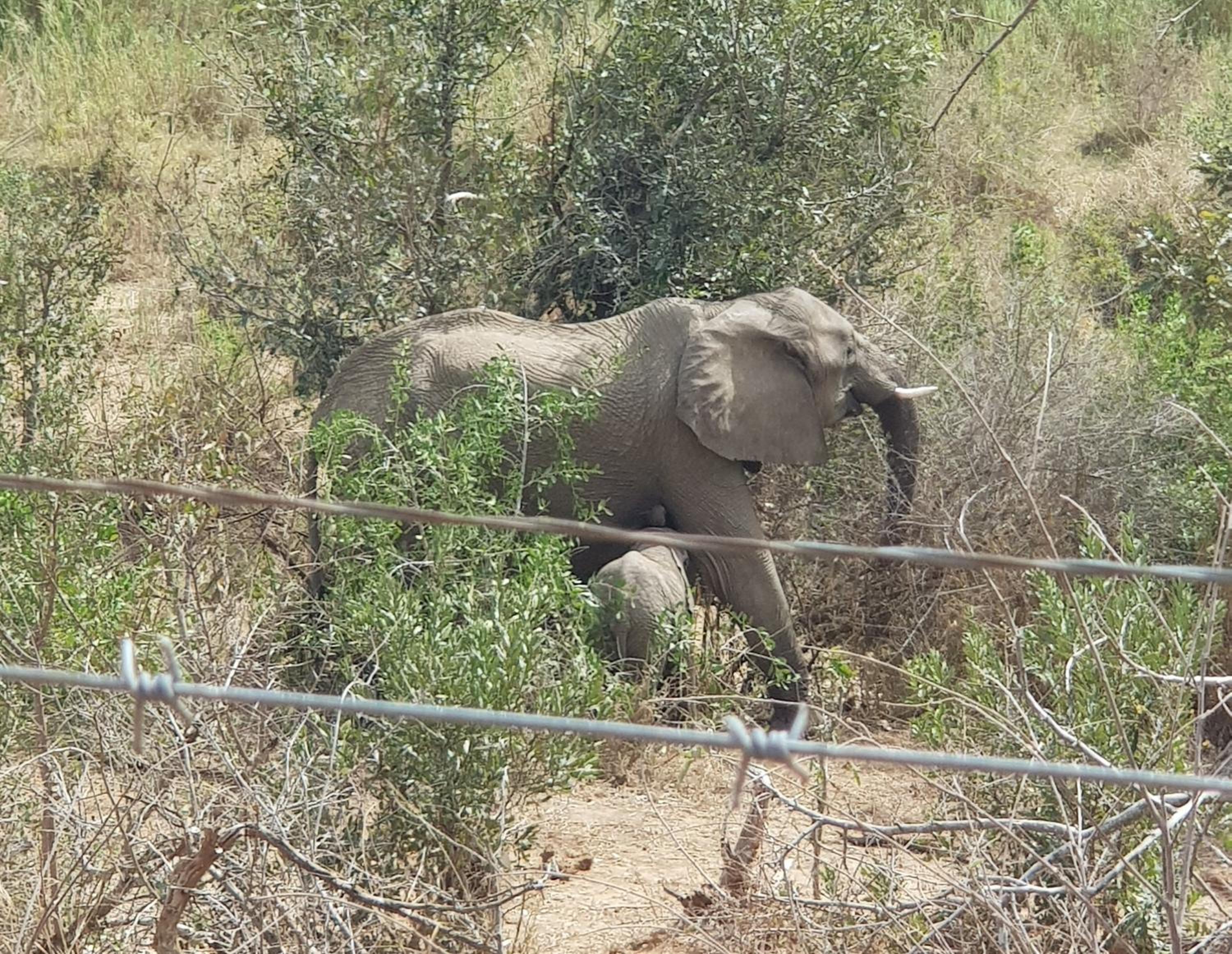 Kruger Dreams Lodge