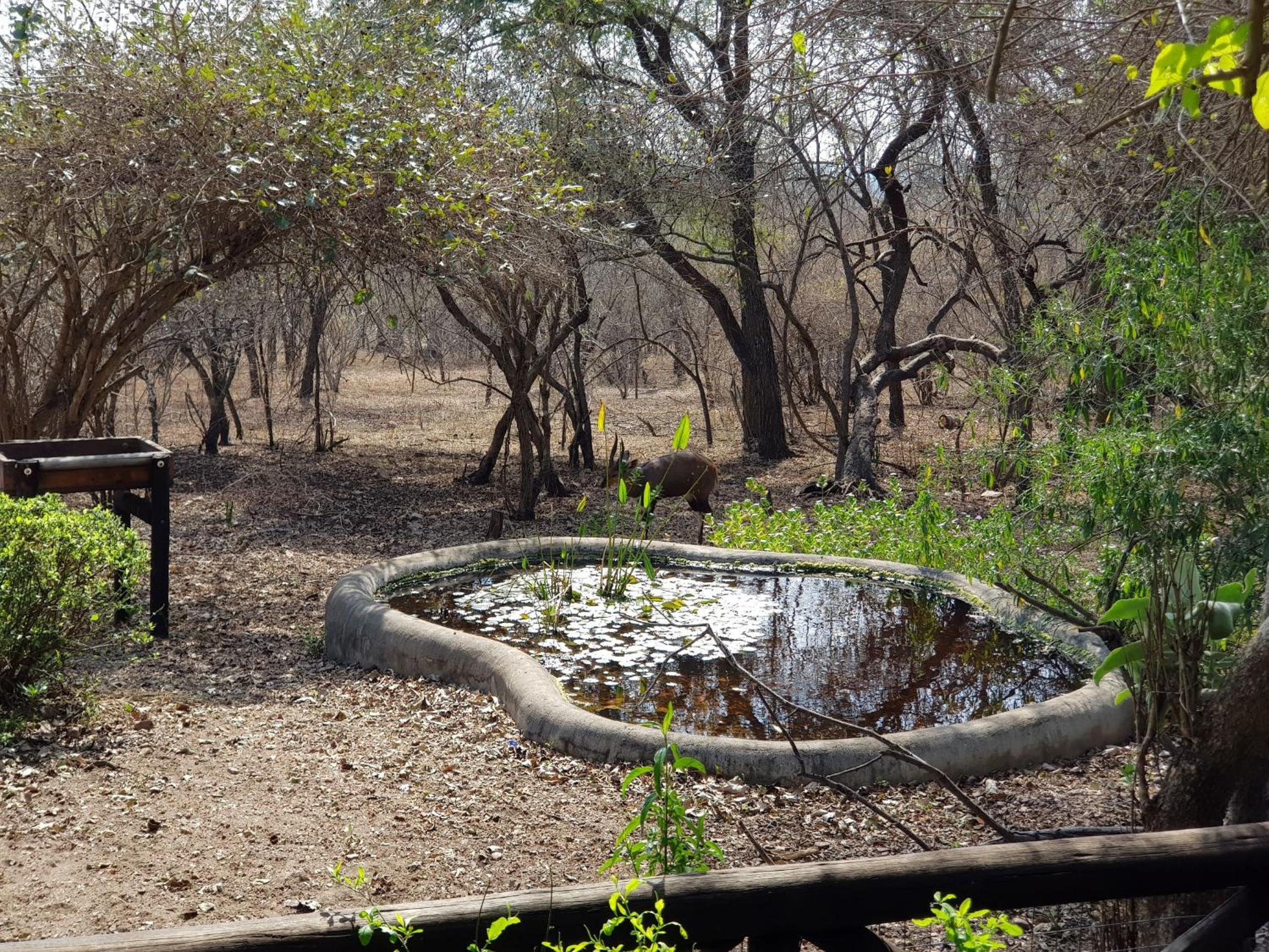 Kruger Dreams Lodge