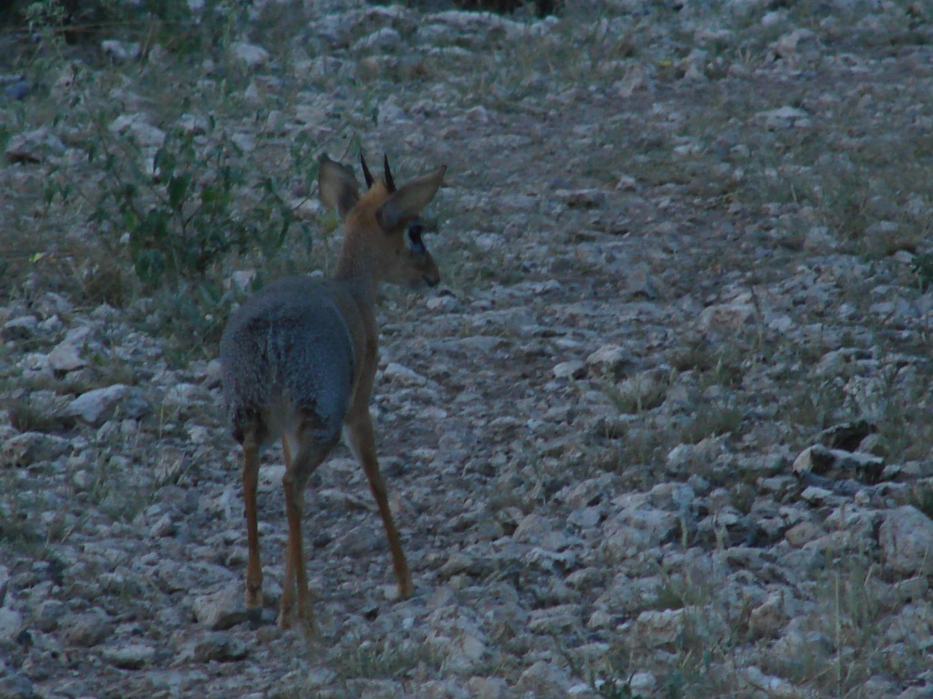 Photo 44