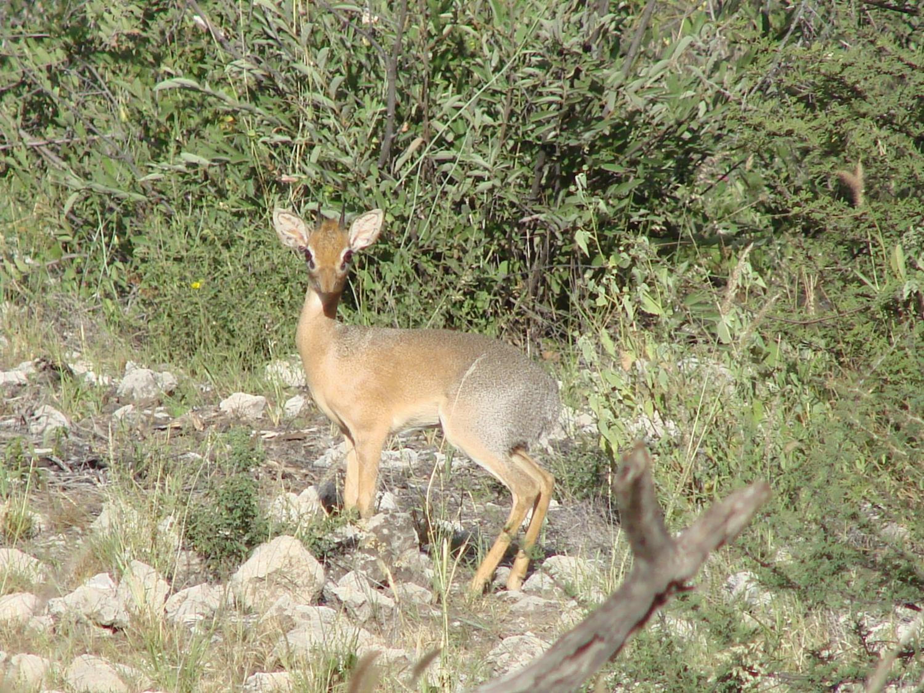 Photo 45