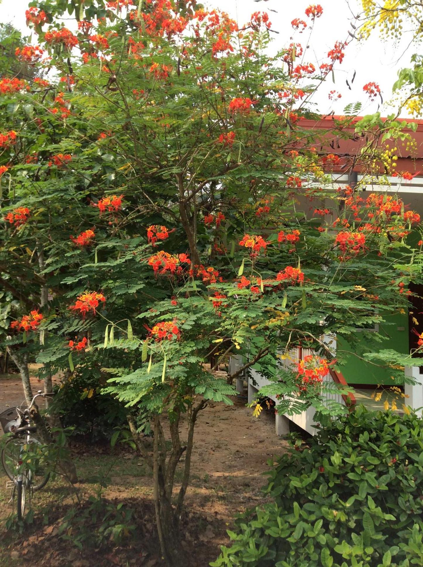 Pruksa Resort Prachin Buri