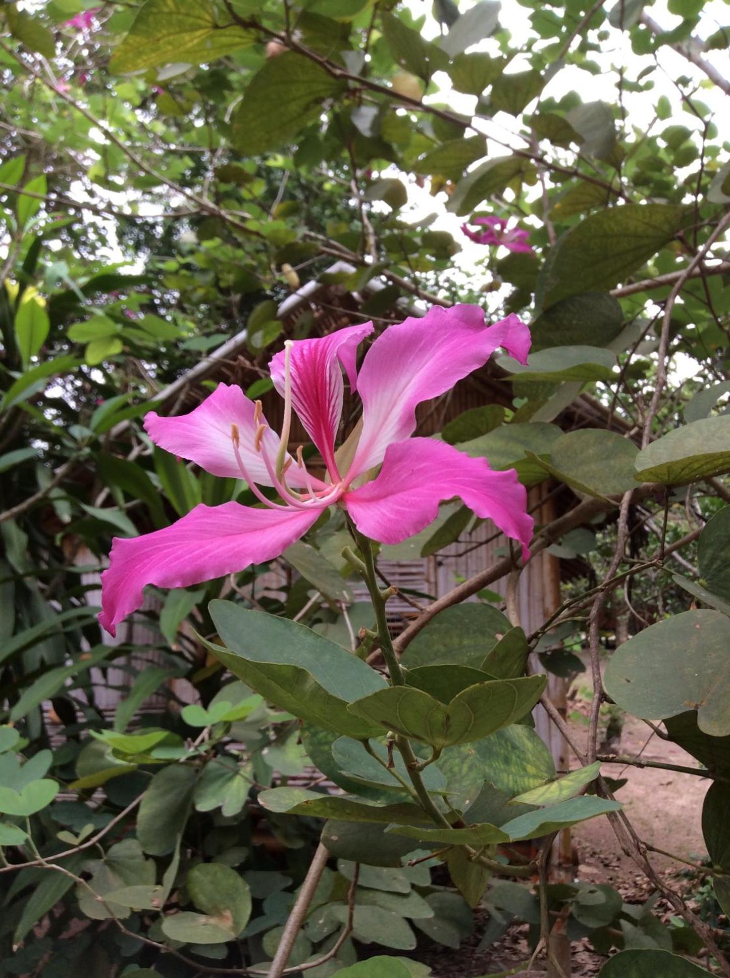 Pruksa Resort Prachin Buri