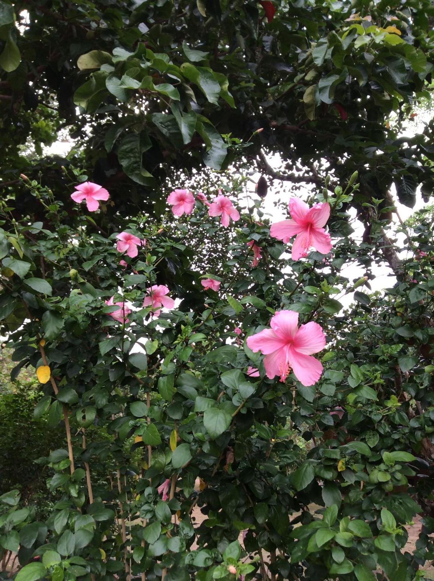 Pruksa Resort Prachin Buri