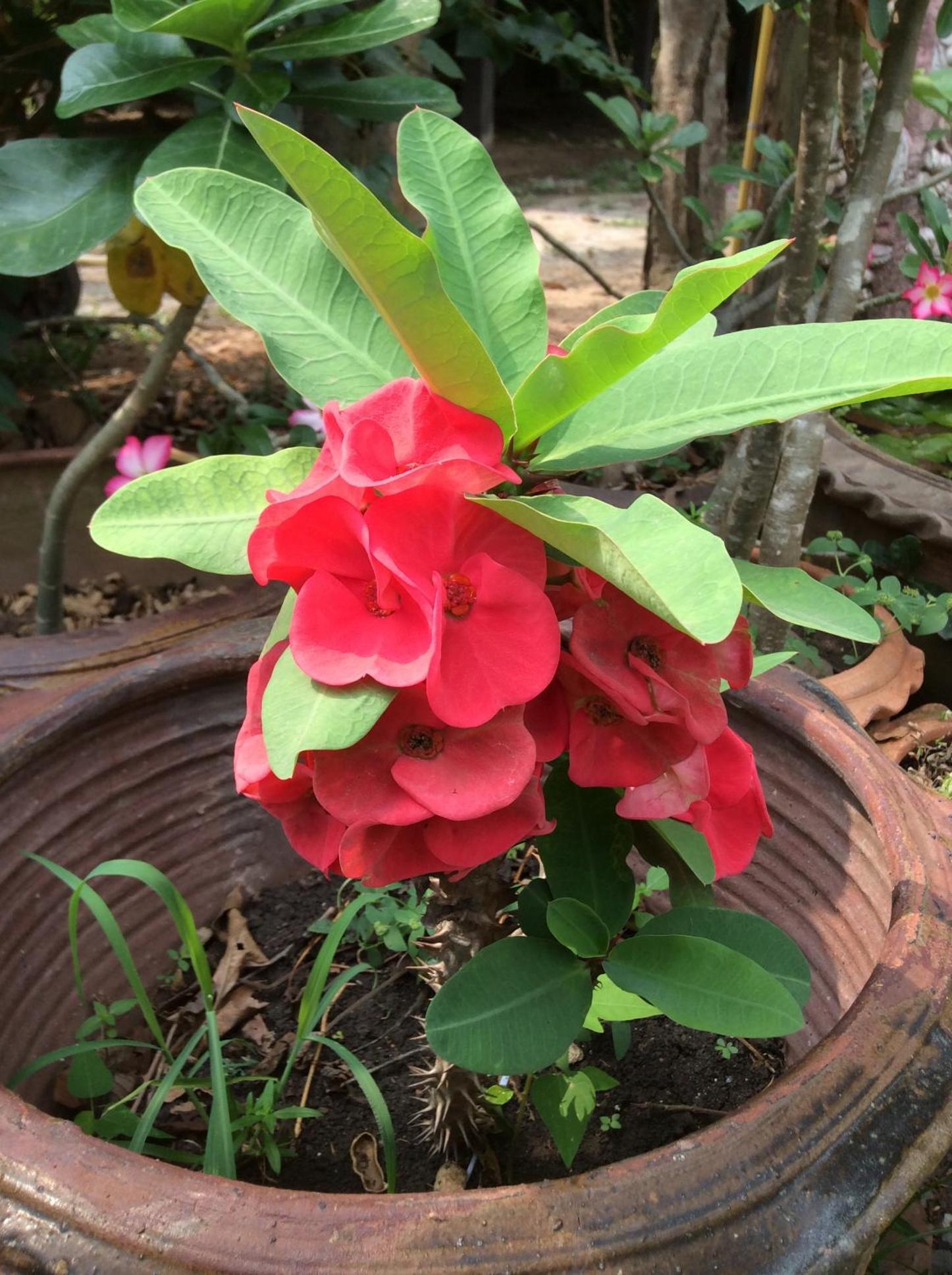 Pruksa Resort Prachin Buri